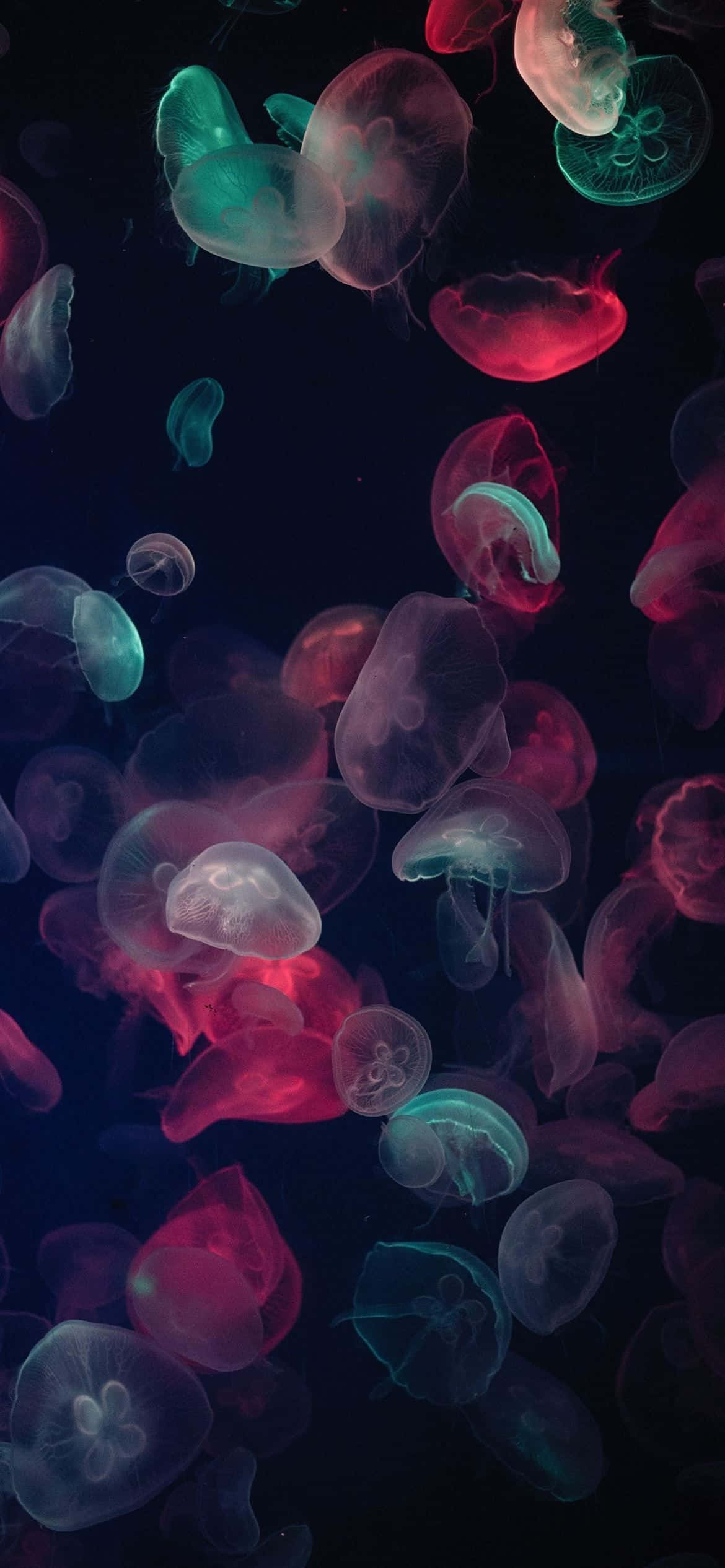 1170x2532 分辨率多彩水母 壁紙