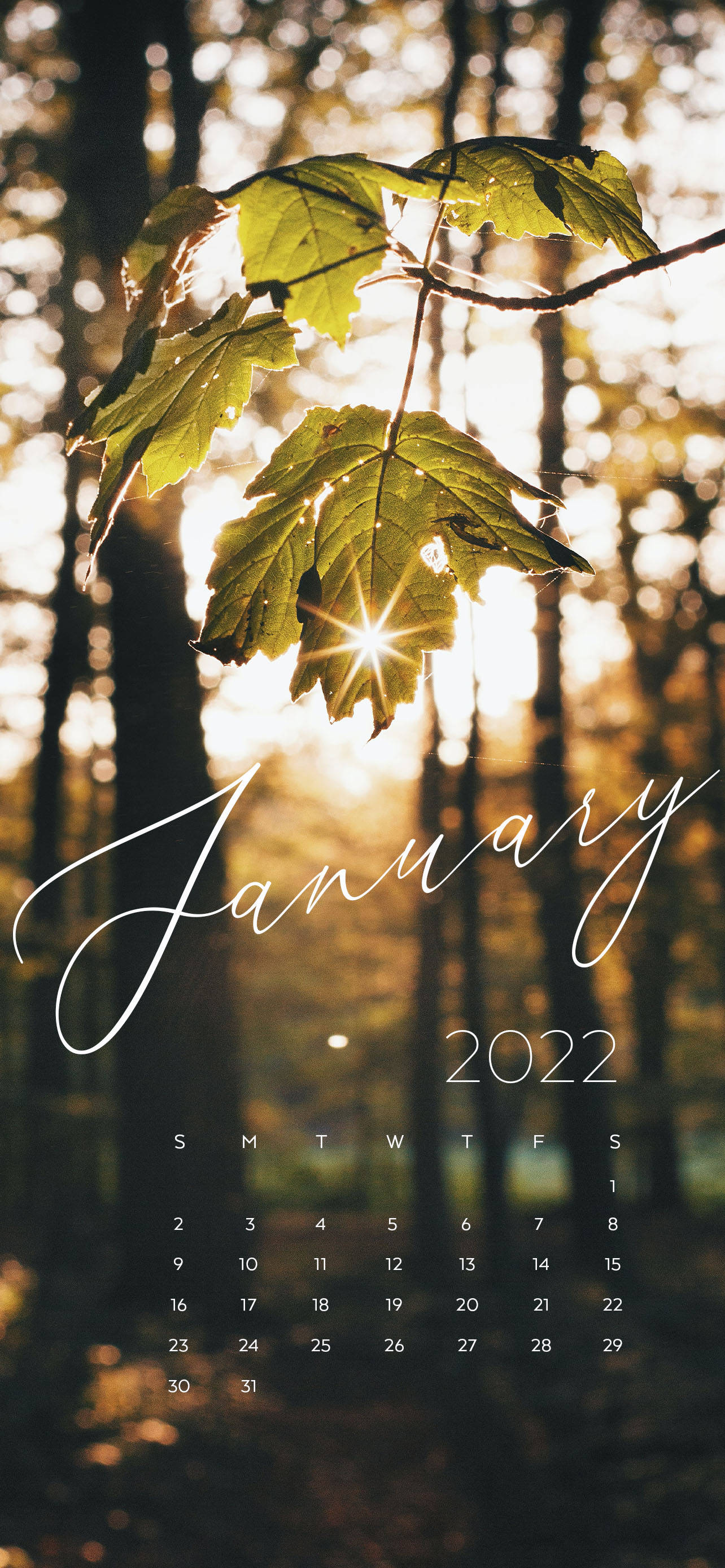 2022年1月 晨光 壁紙