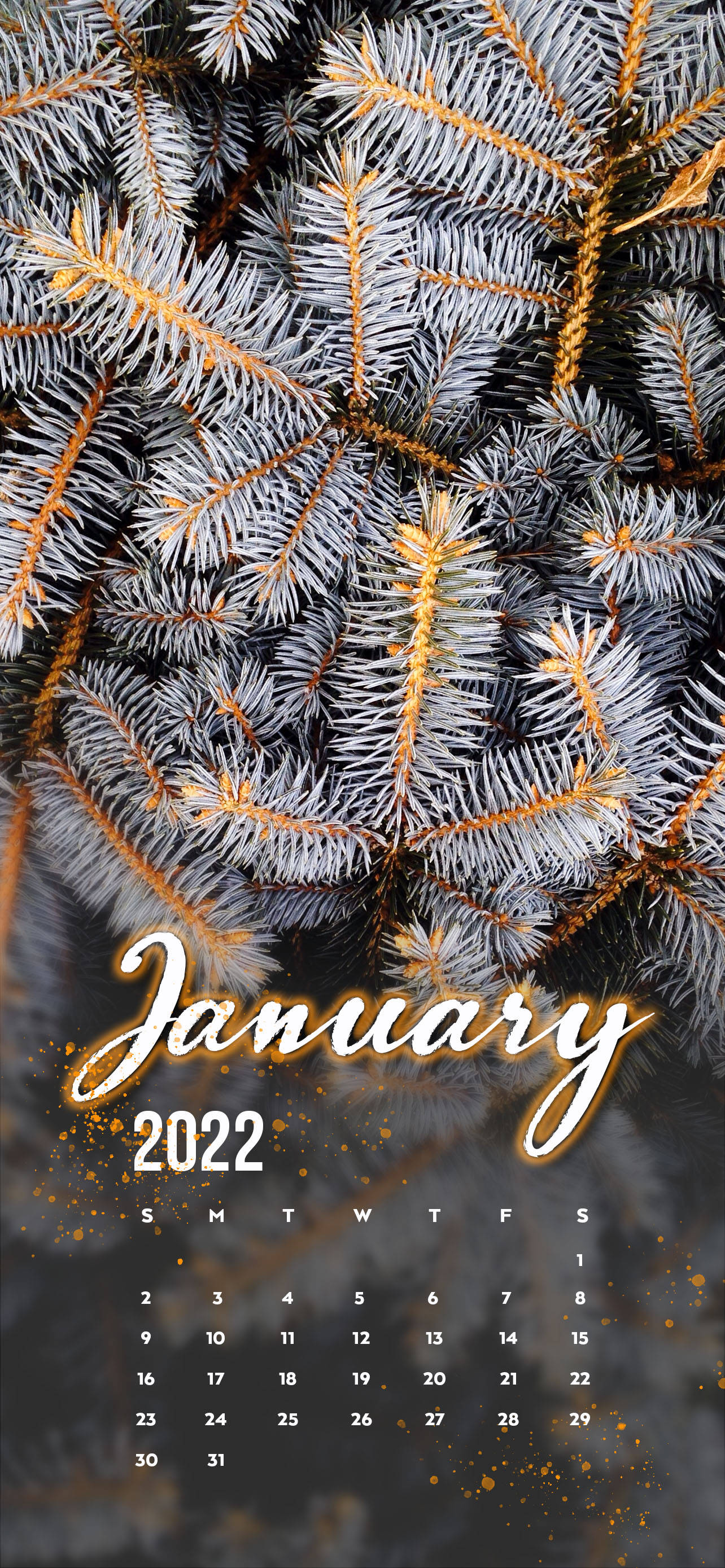 2022年1月白松树 壁紙