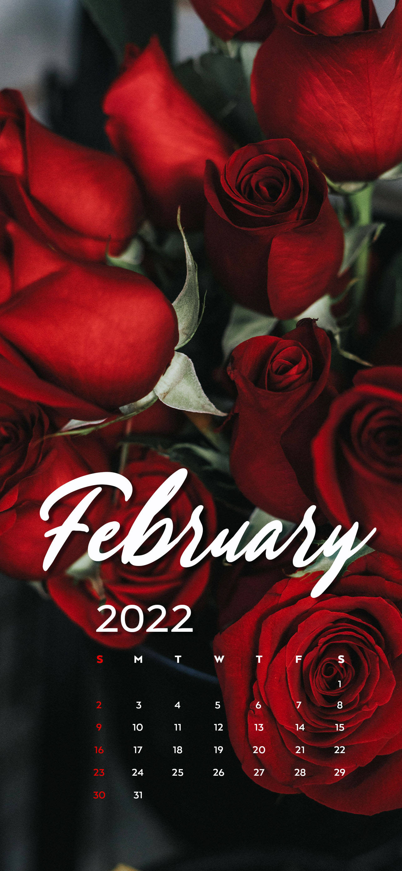 2022年2月红玫瑰日历 壁紙