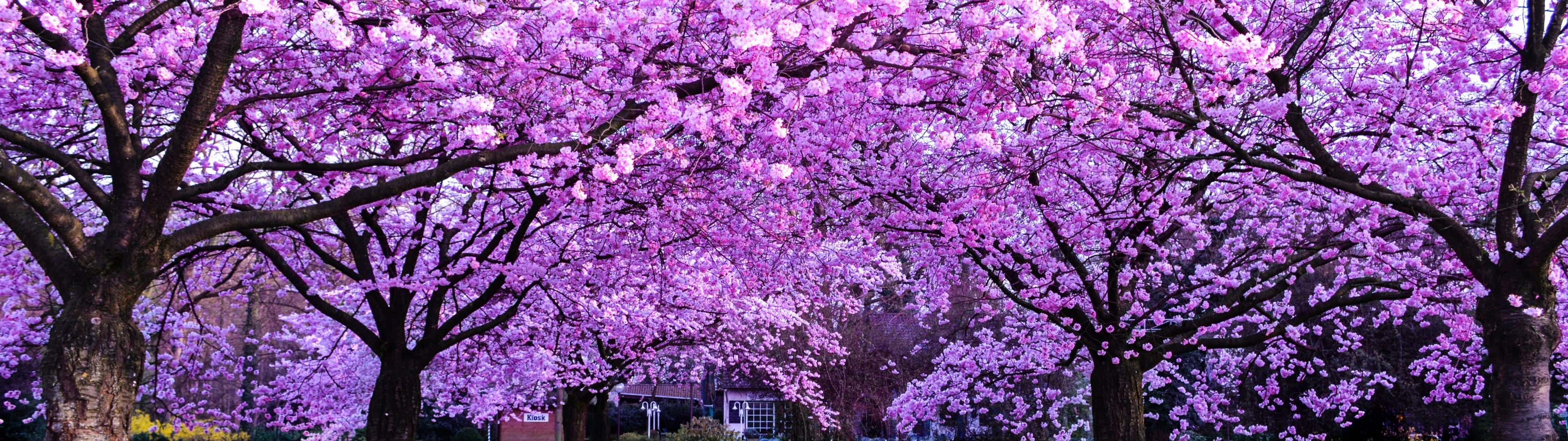 3840x1080 4K 櫻花樹 — 櫻花 壁紙