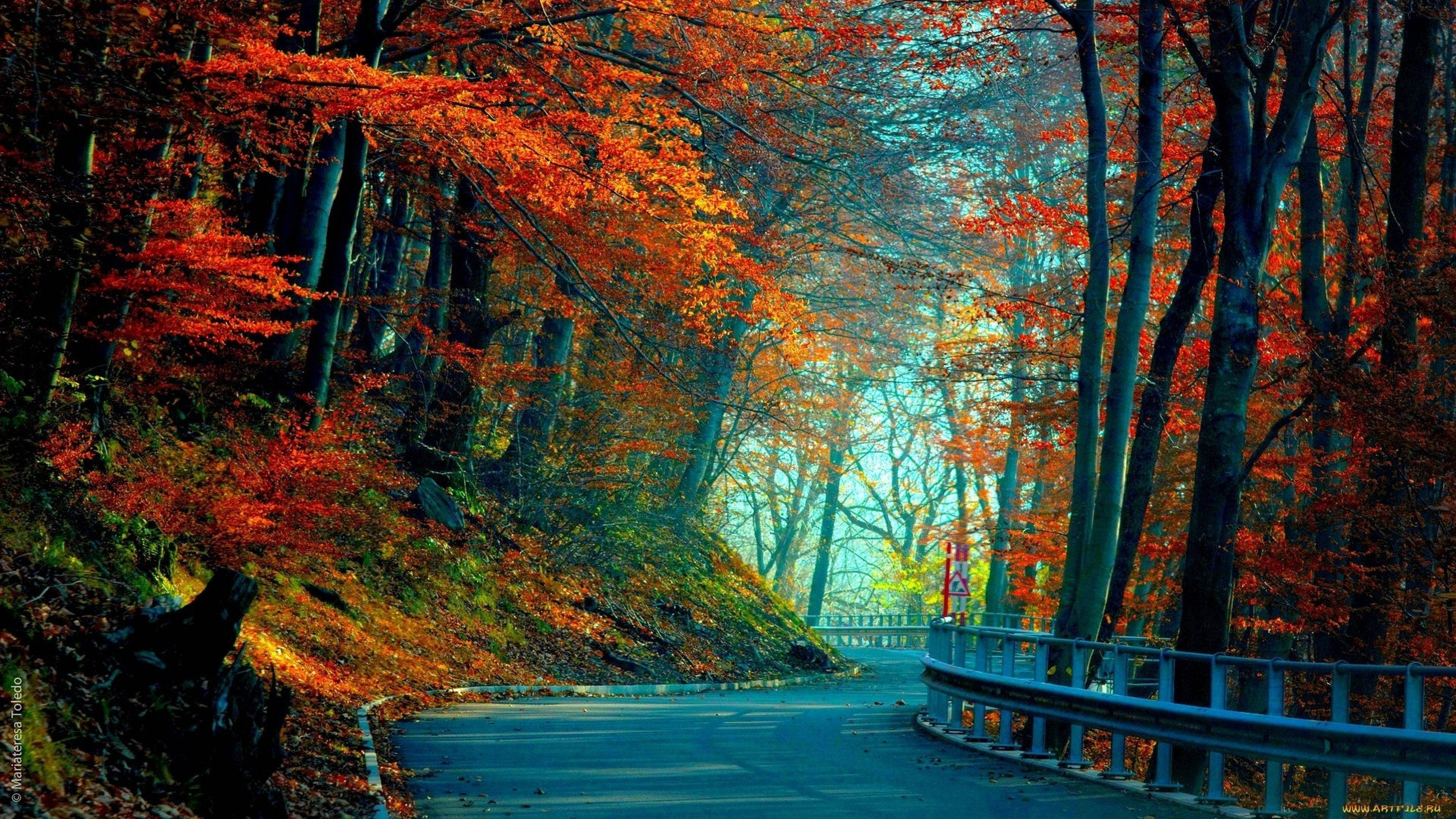 3840x2160 螢幕森林道路 壁紙