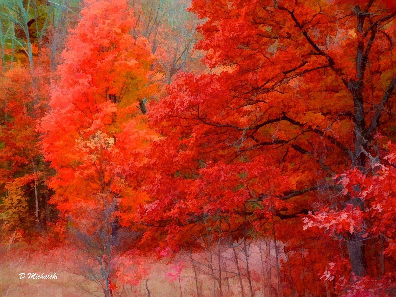 4K 自然紅樹 壁紙