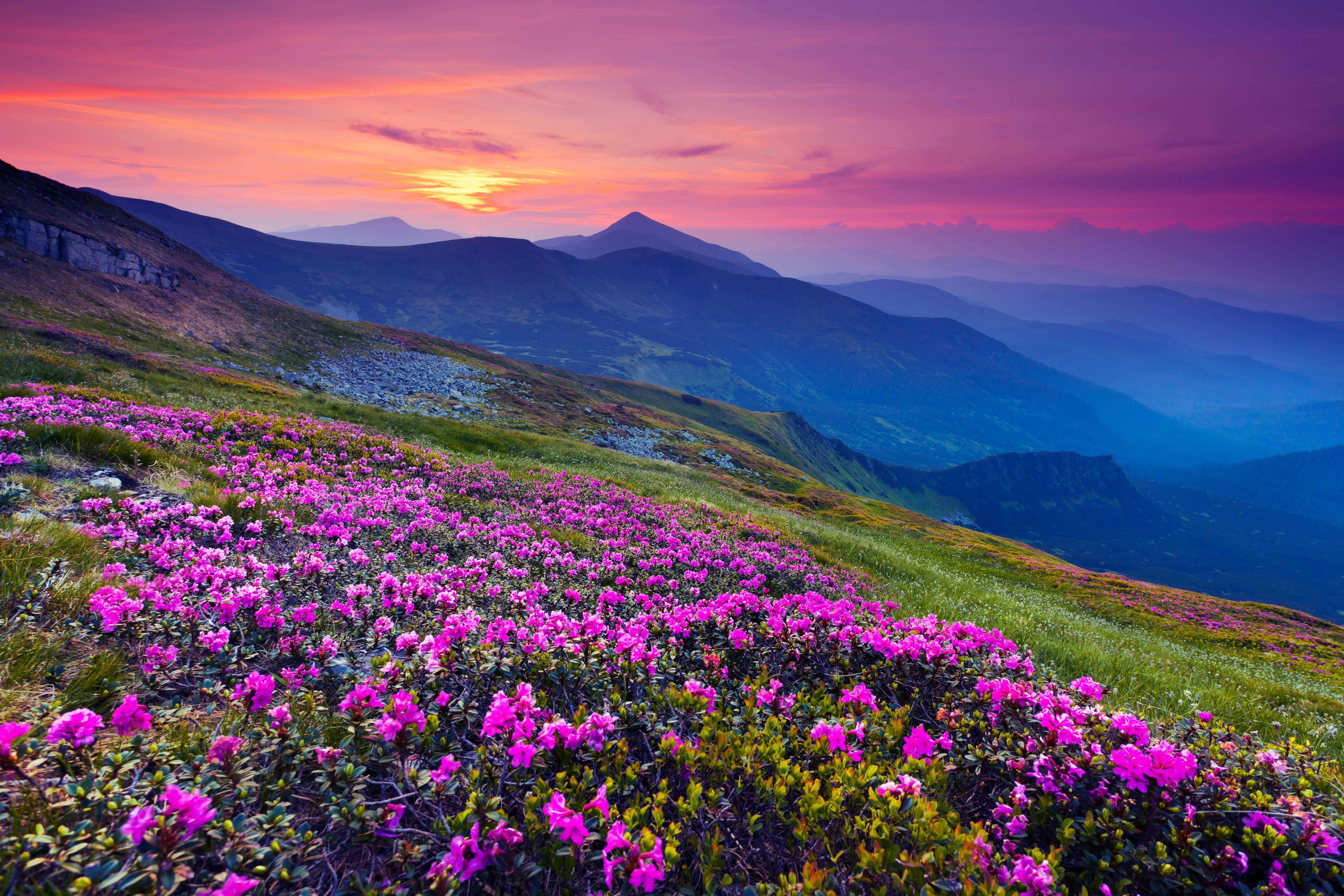 4K 風景 紫色日落 花朵 壁紙