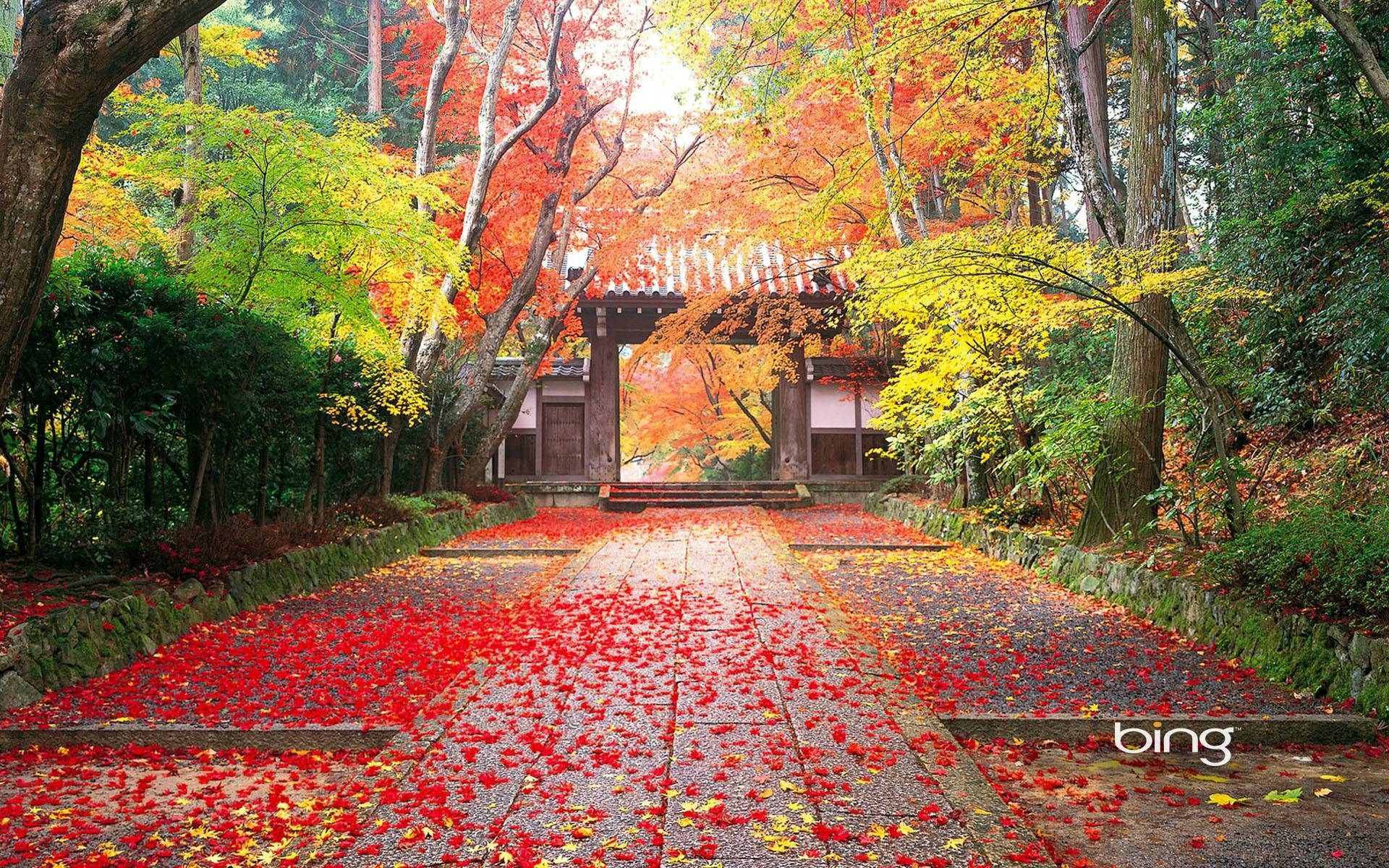 4K 自然寺廟入口 壁紙