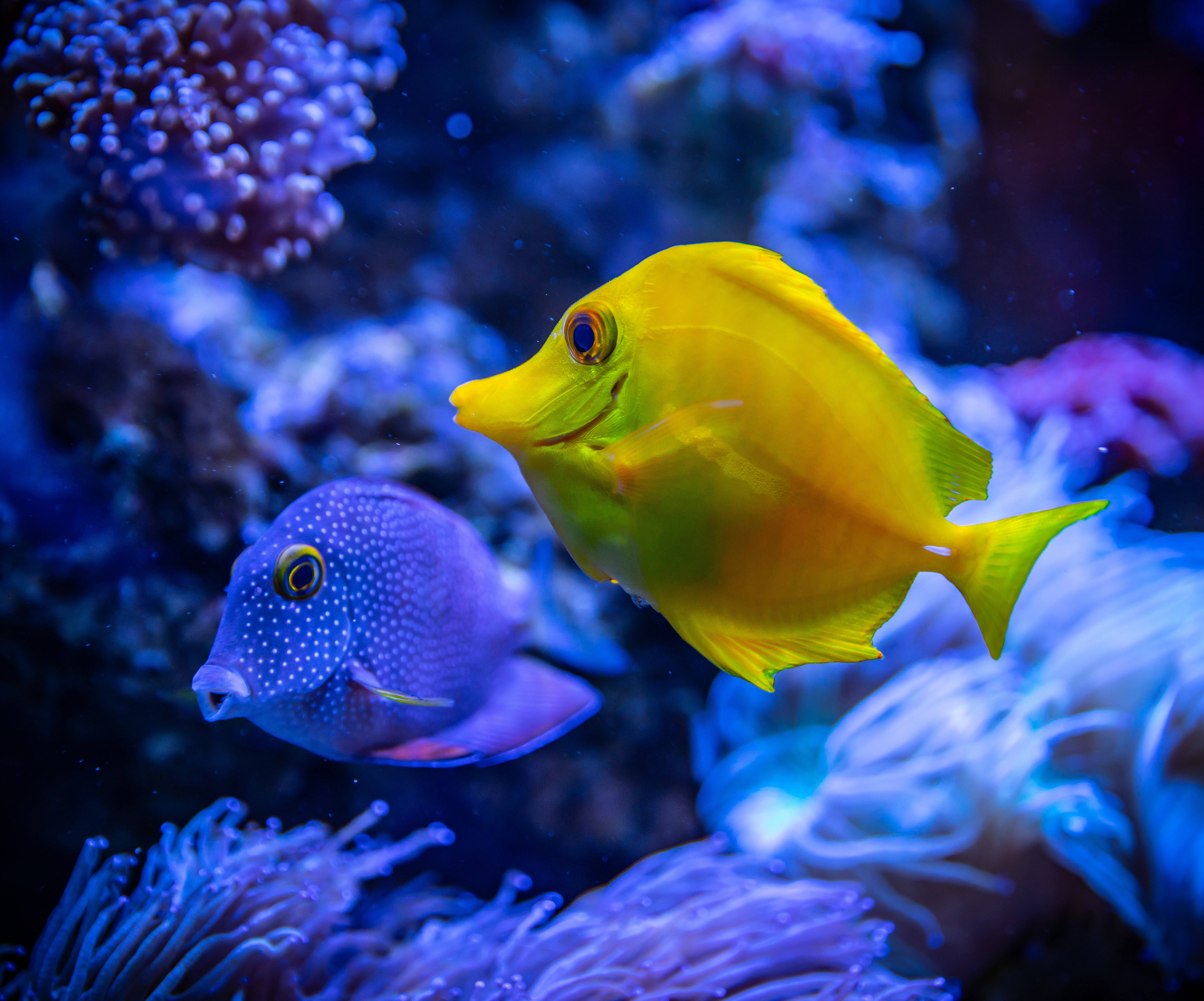 黃胸魚與黃唐魚 4K 超高畫質魚類 壁紙