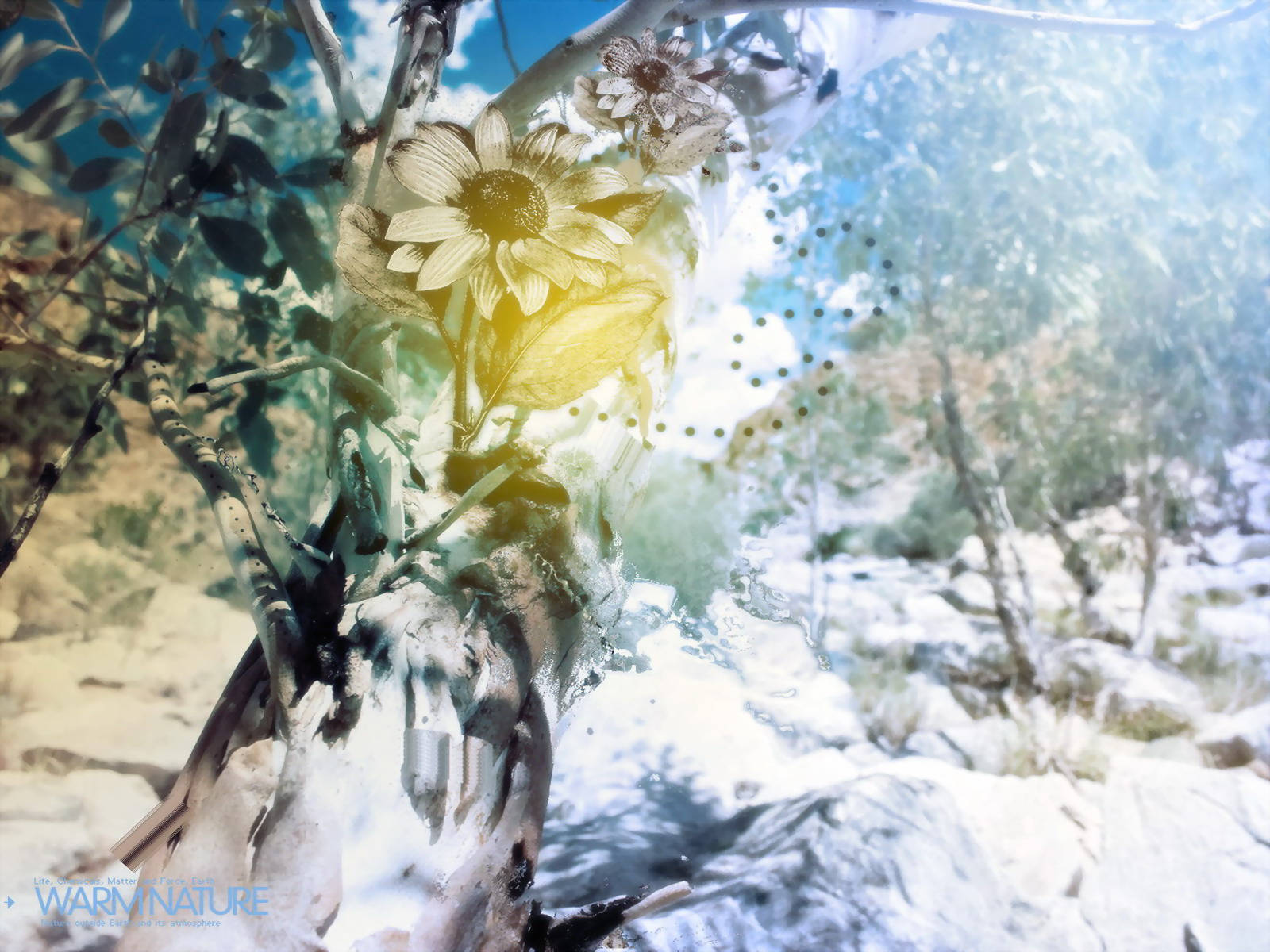 4K自然之花与雪 壁紙
