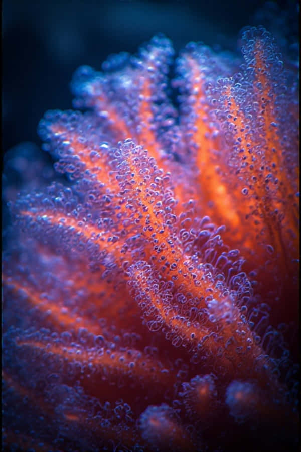 霓虹珊瑚水螅體特寫 – 8K 水下微距攝影 壁紙