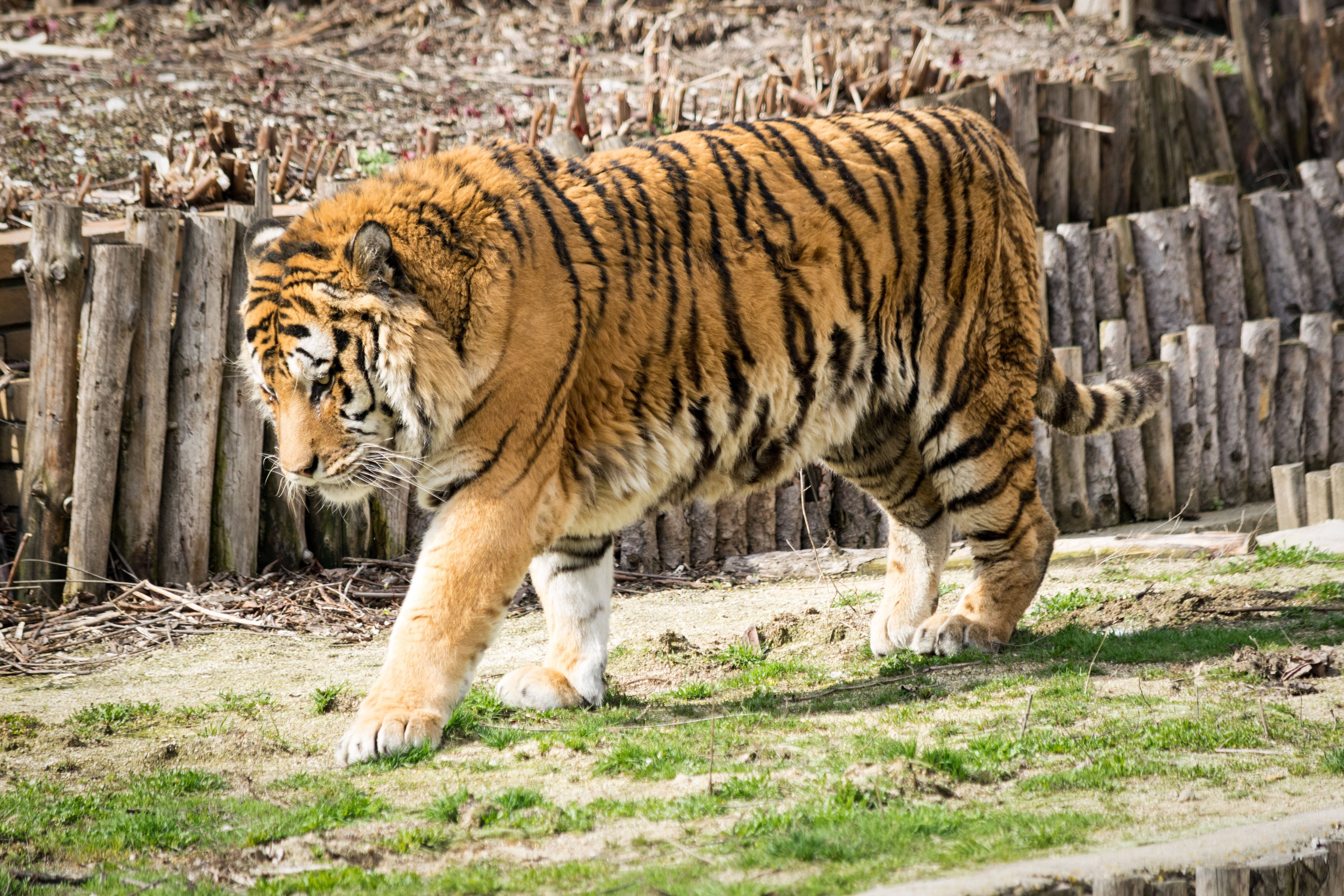 猛獸8K虎UHD 壁紙