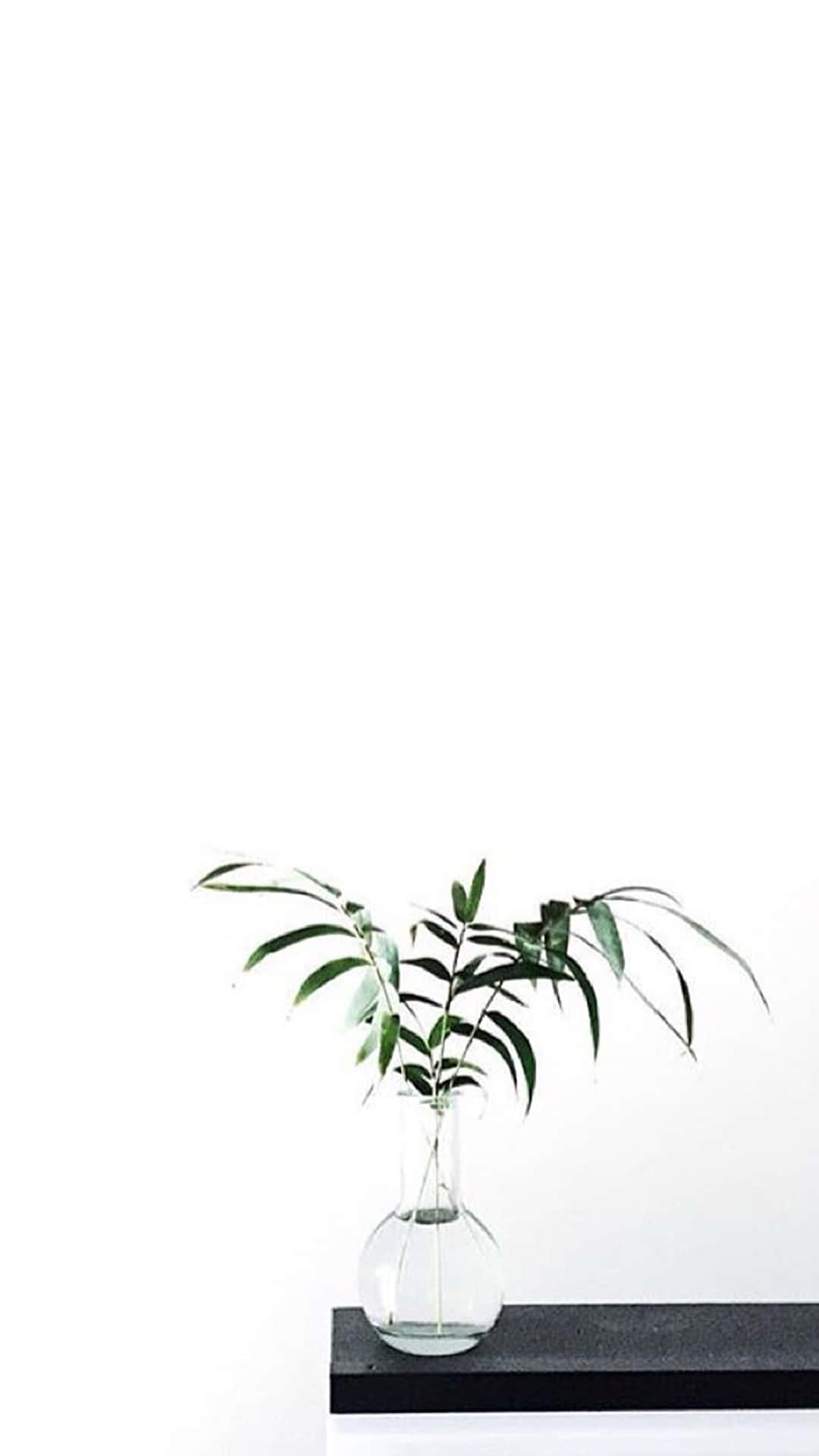 讓世界知道Aesthetic White能讓你保持時尚。 壁紙