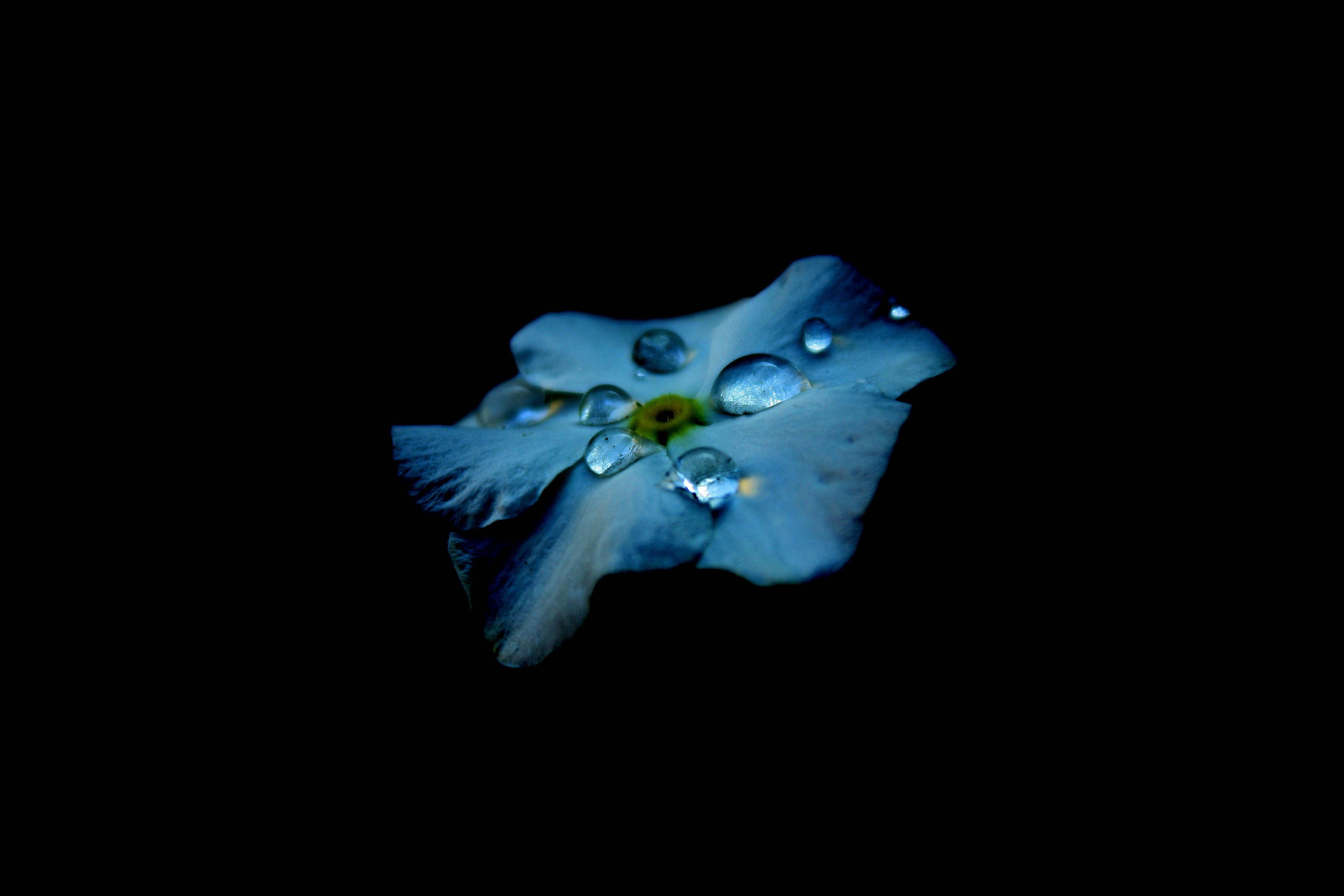 AMOLED 藍色水滴花朵揭示的生命之美 壁紙