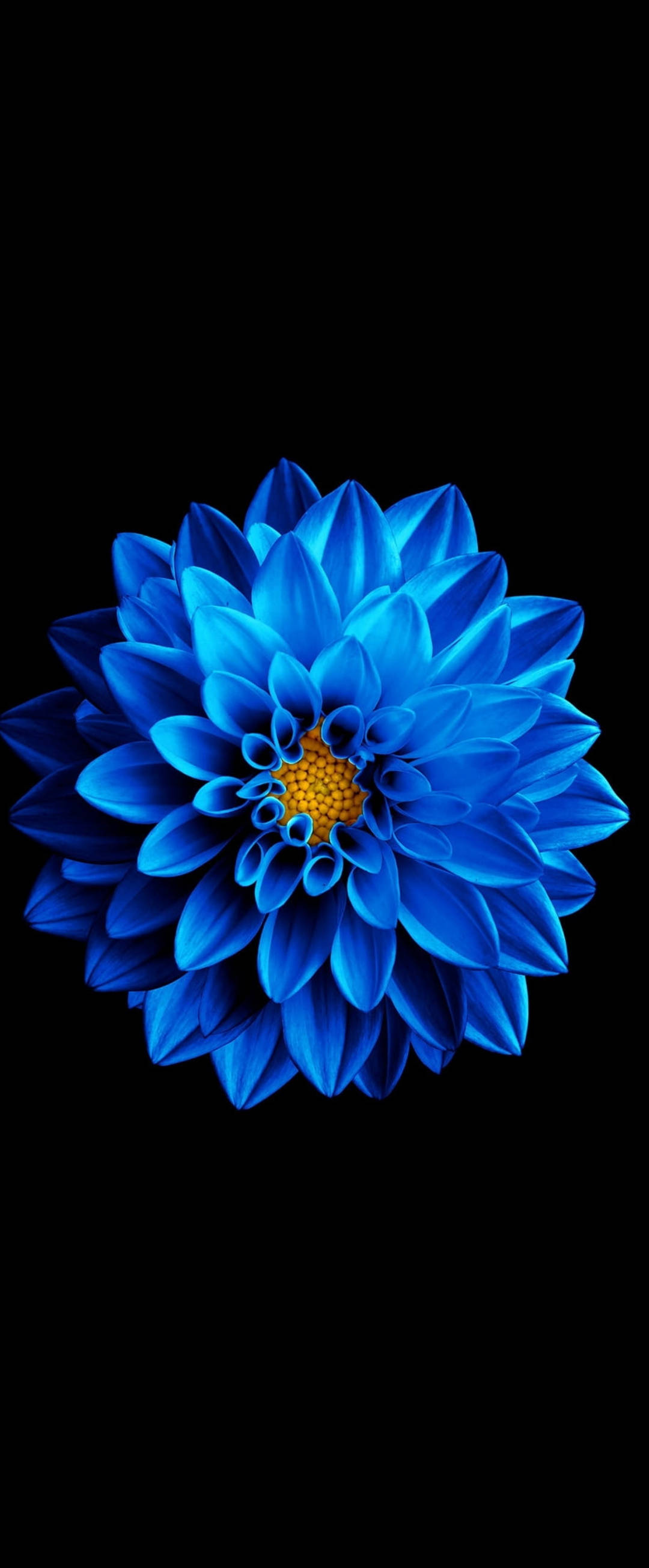 超级 AMOLED 蓝色百日菊 壁紙
