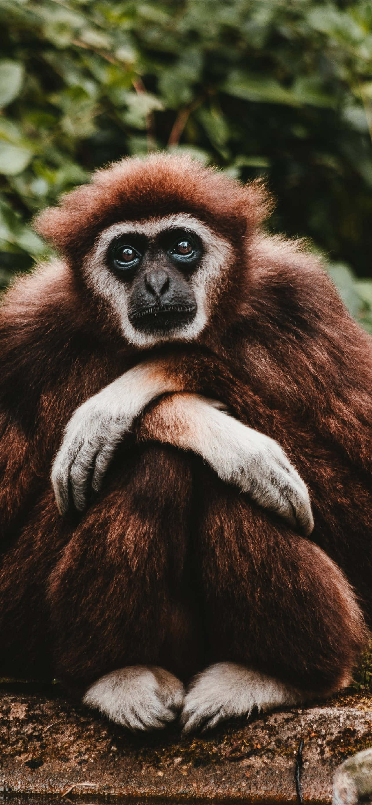 Android Gibbon 帶您走進行動科技的未來 壁紙