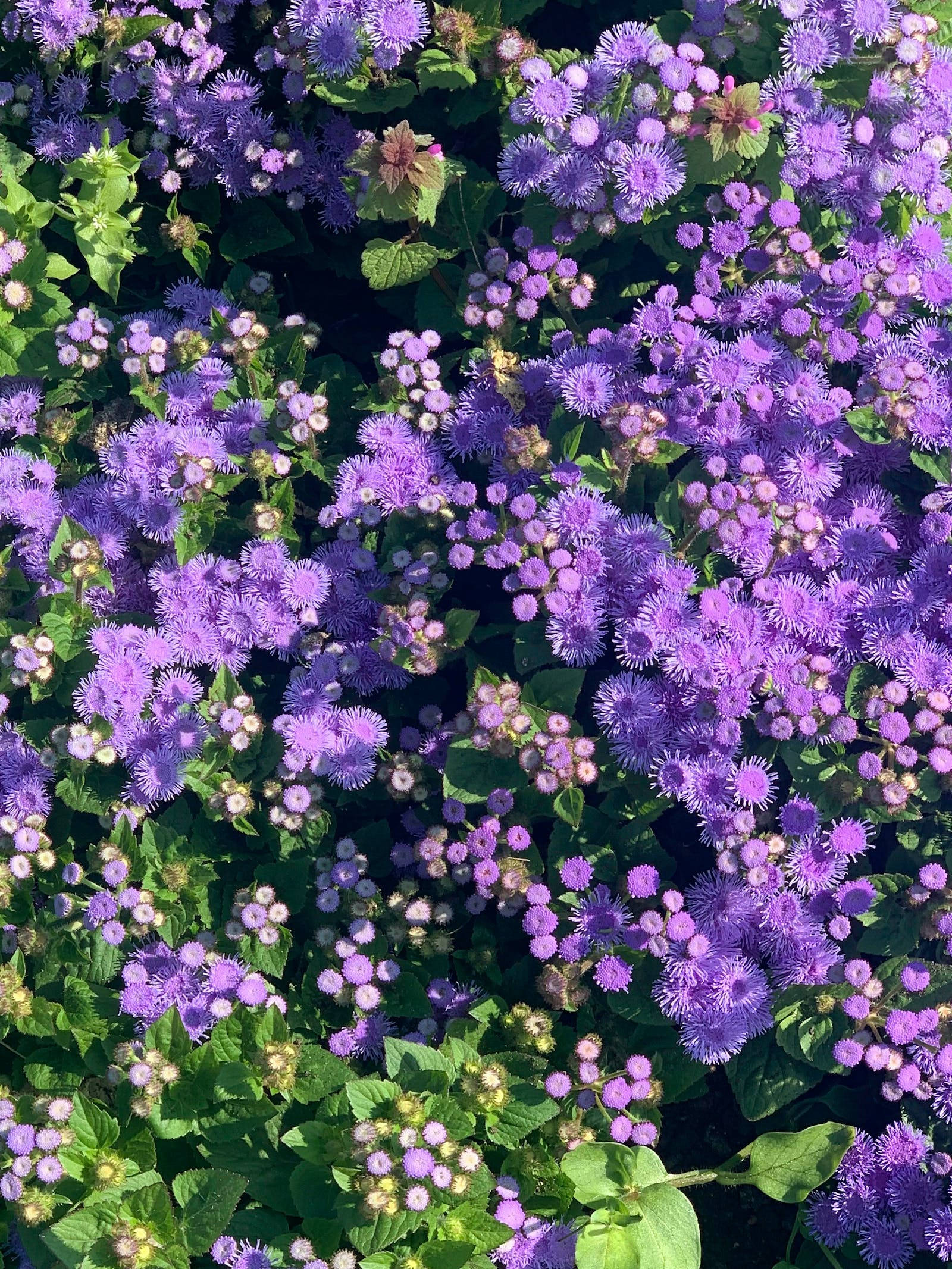 Bluemink花朵花卉iPhone 壁紙