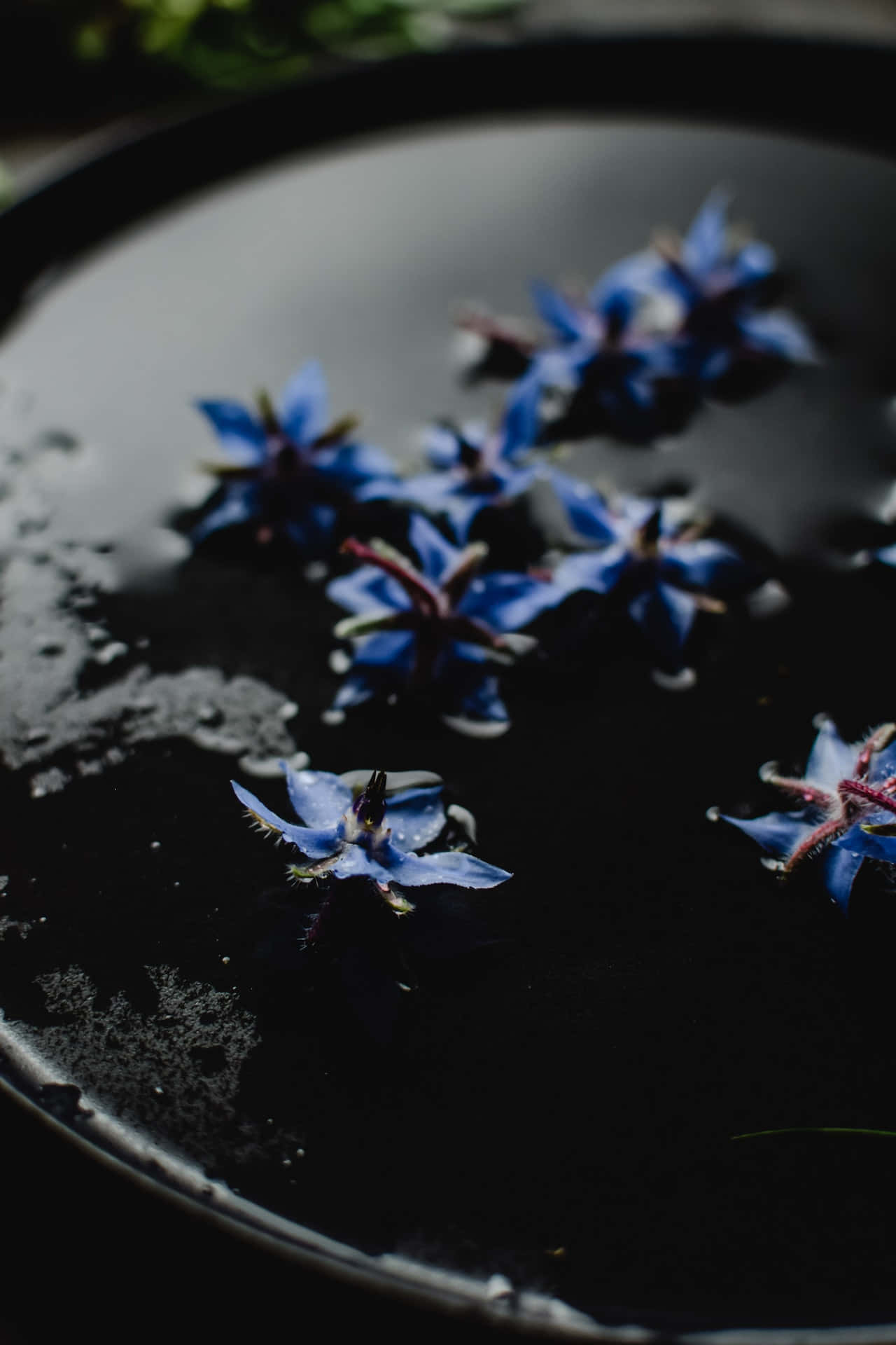 Borage Blue Flowers Phone 壁紙