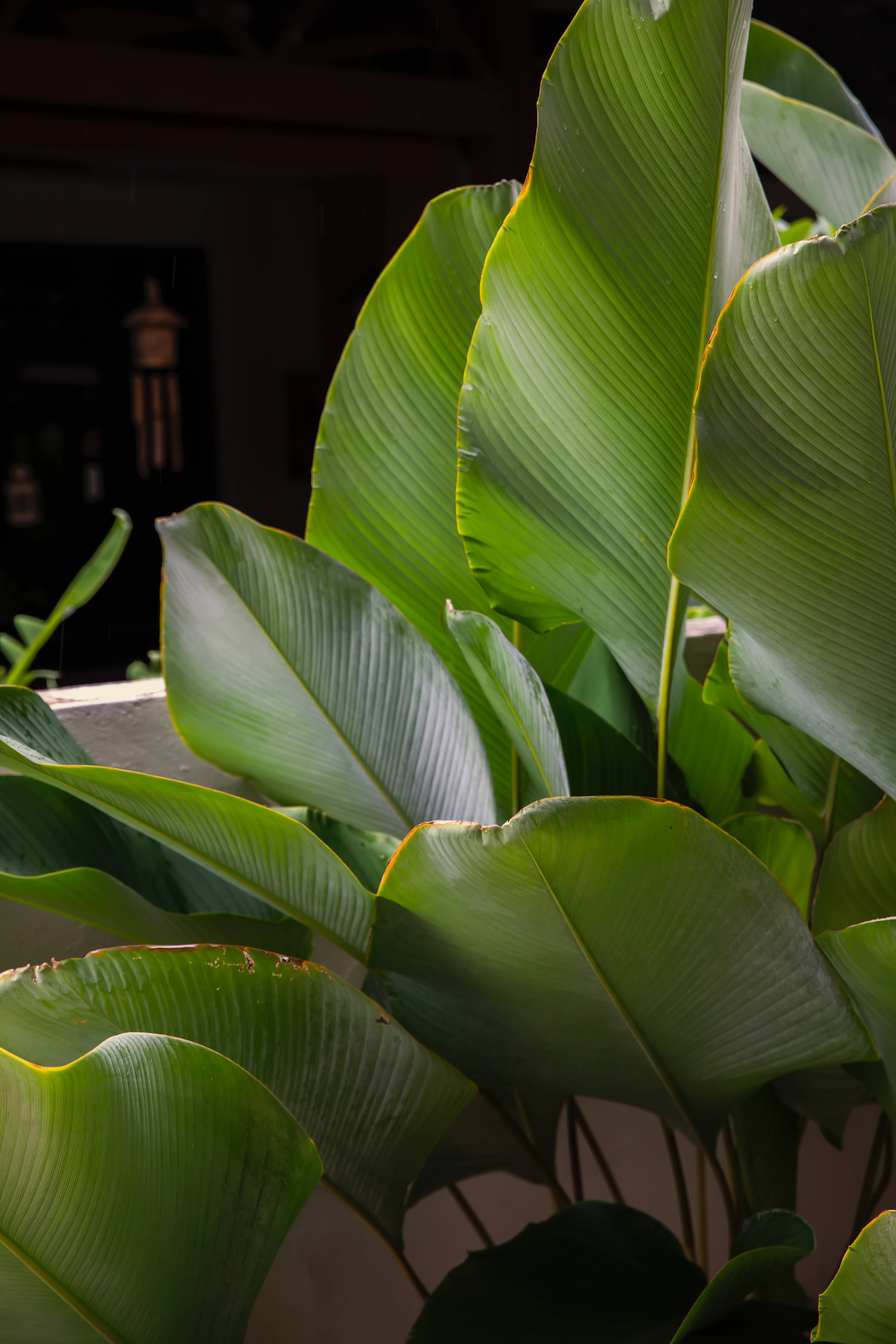Calathea Lutea 植物美學 壁紙
