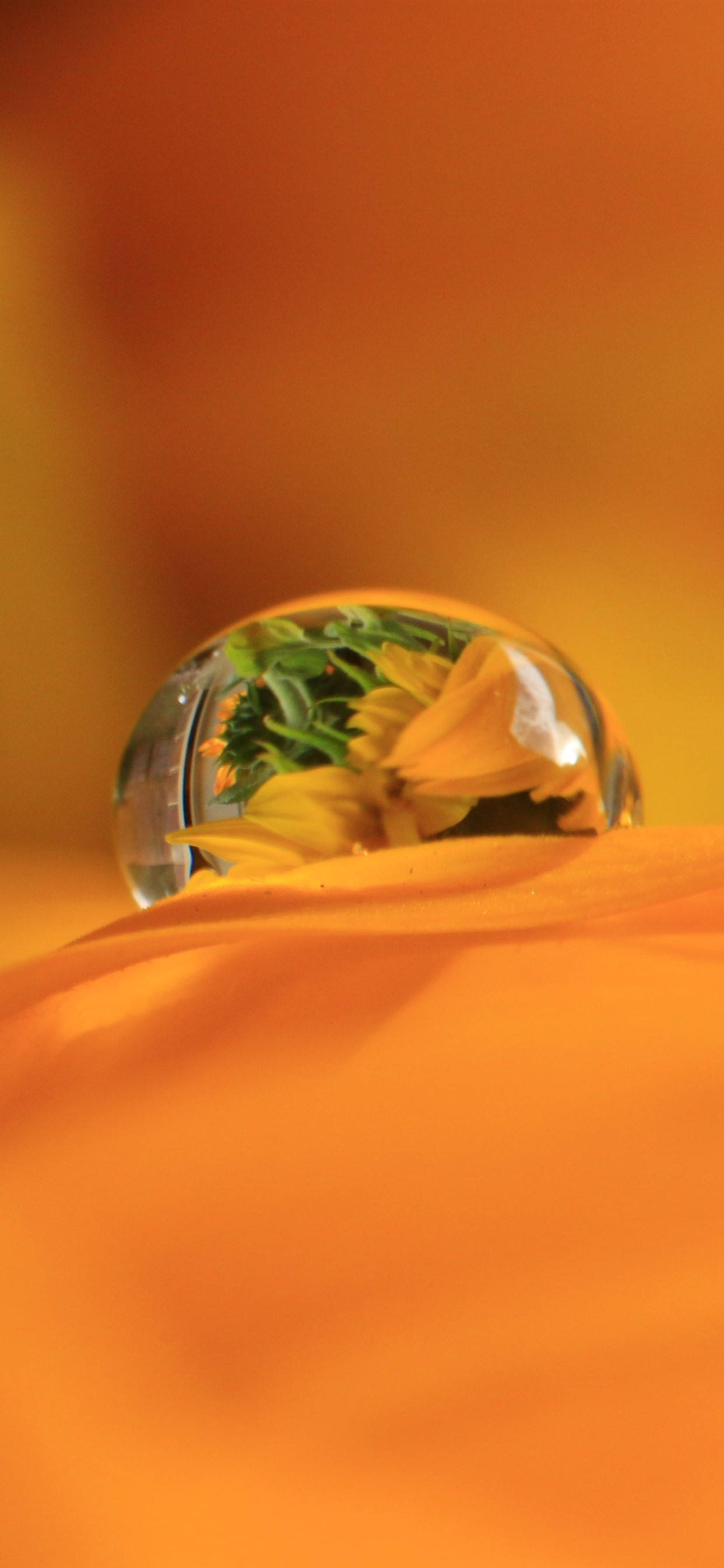 Dewdrop On Orange Petal 壁紙
