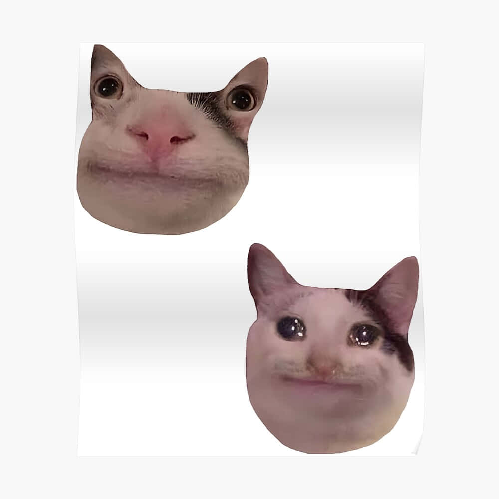 搞笑迷因猫 Discord 头像 壁紙