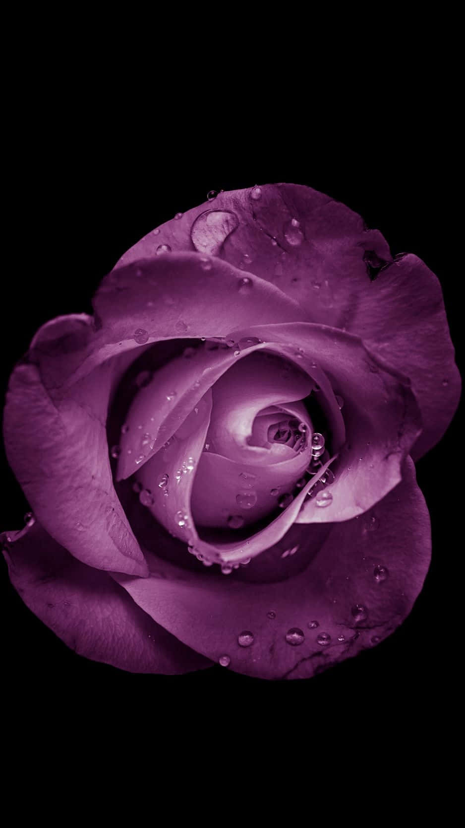 享受自然之美，Flower iPhone 伴您左右 壁紙