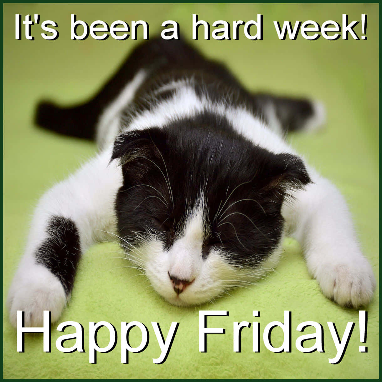 Happy Friday 貓咪搞笑星期五圖片 壁紙