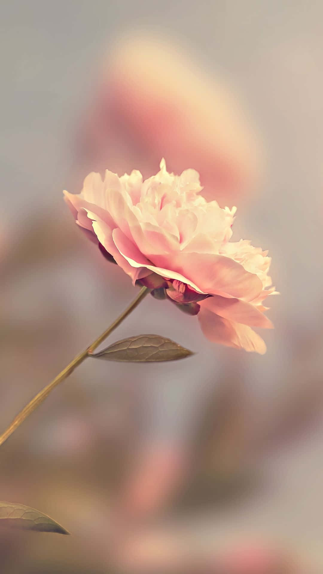 HD 粉紅玫瑰模糊效果 壁紙