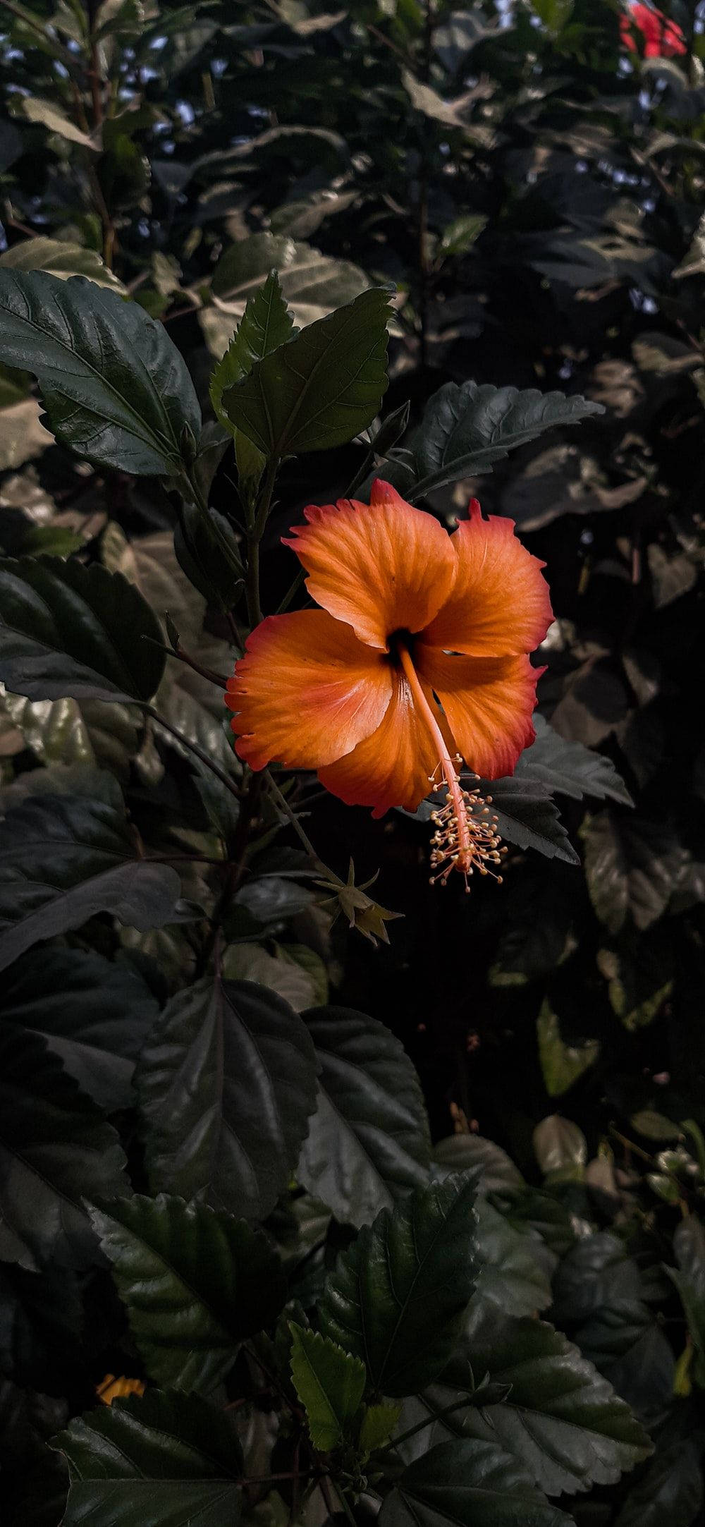 稀有 hibiscus 花 壁紙