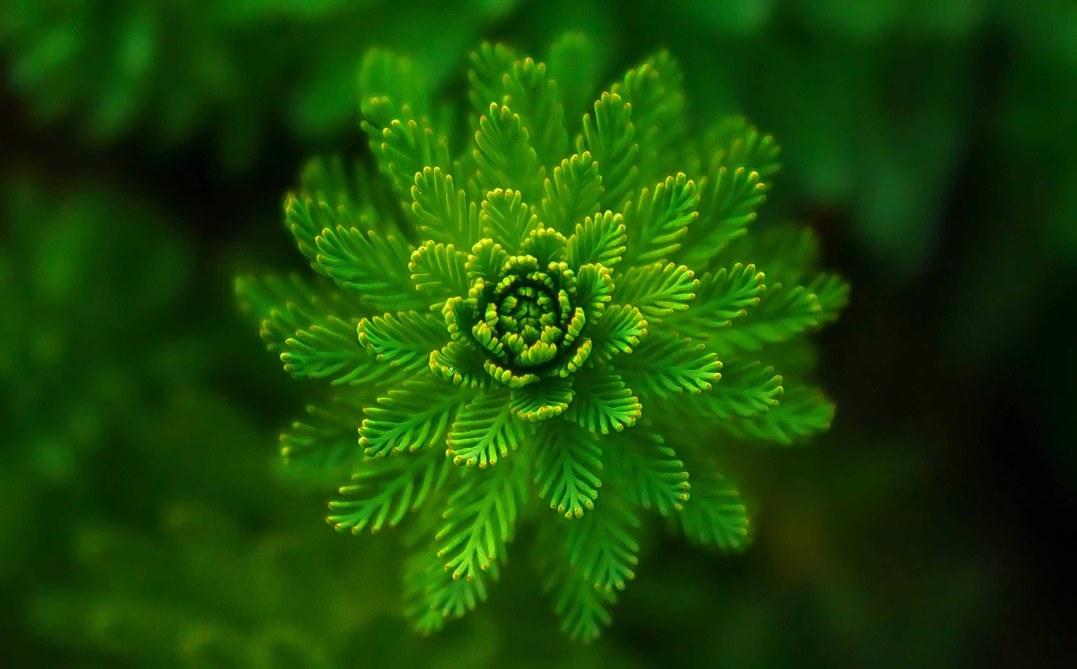 Hijau 绽放植物 壁紙