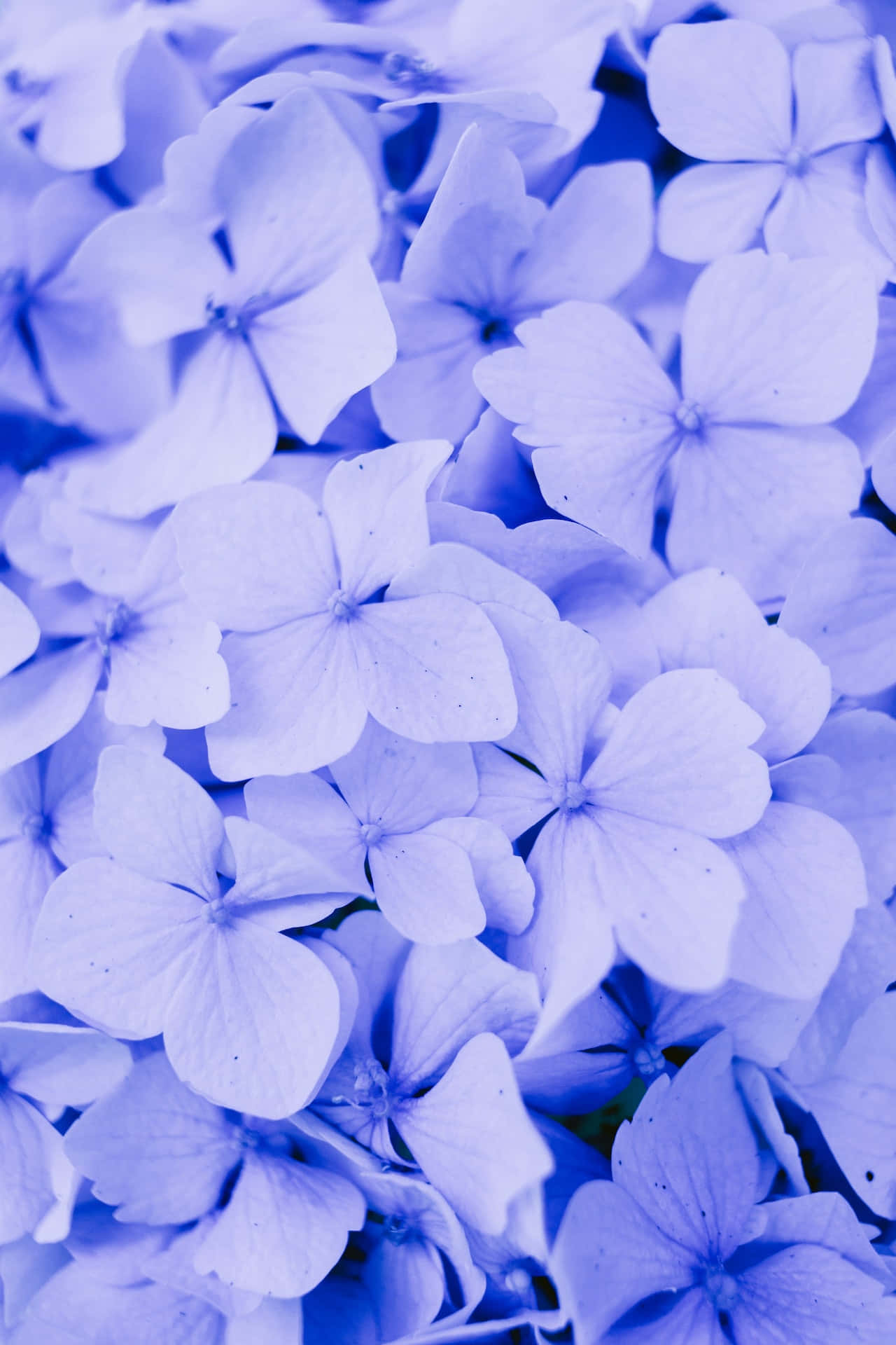 Hydrangea Blue Flowers Phone 壁紙
