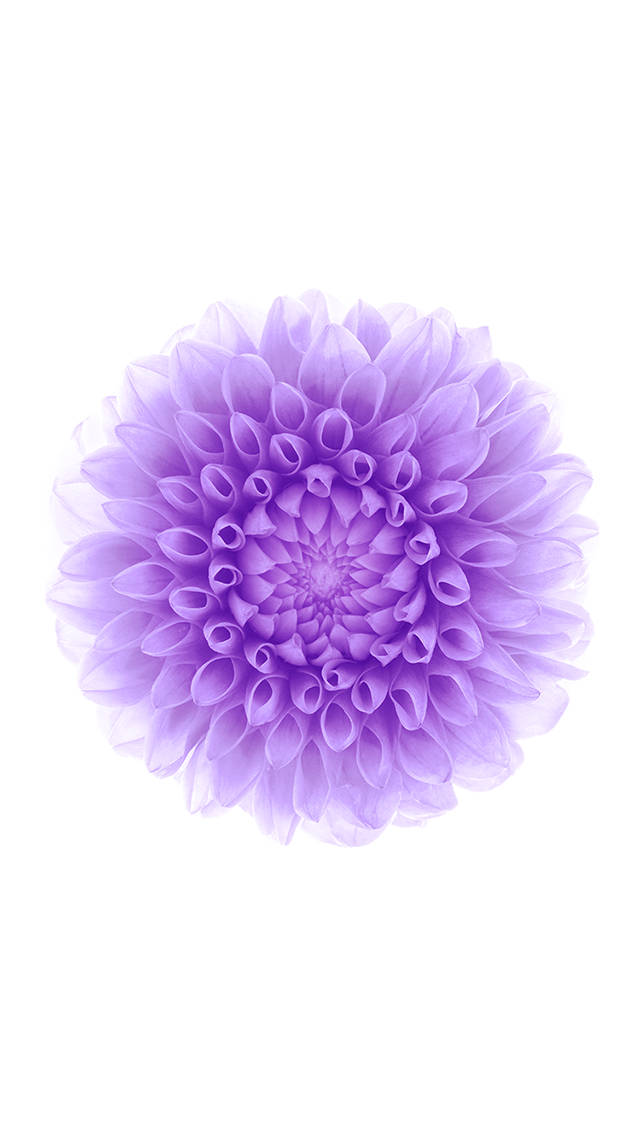 紫色花朵 iOS 6 壁紙