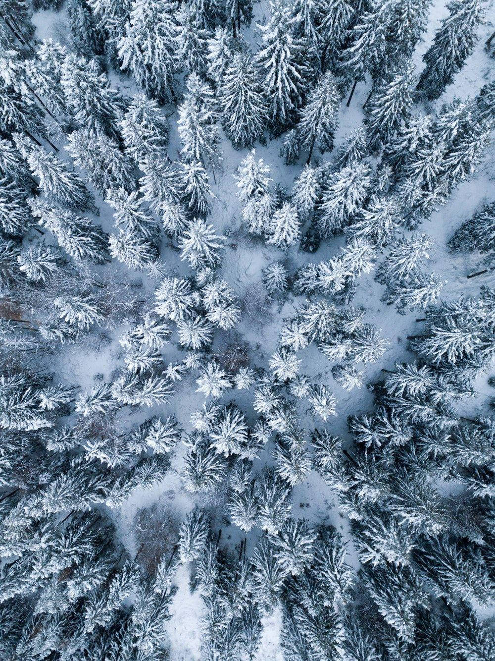 iPad Pro 俯瞰雪林 壁紙