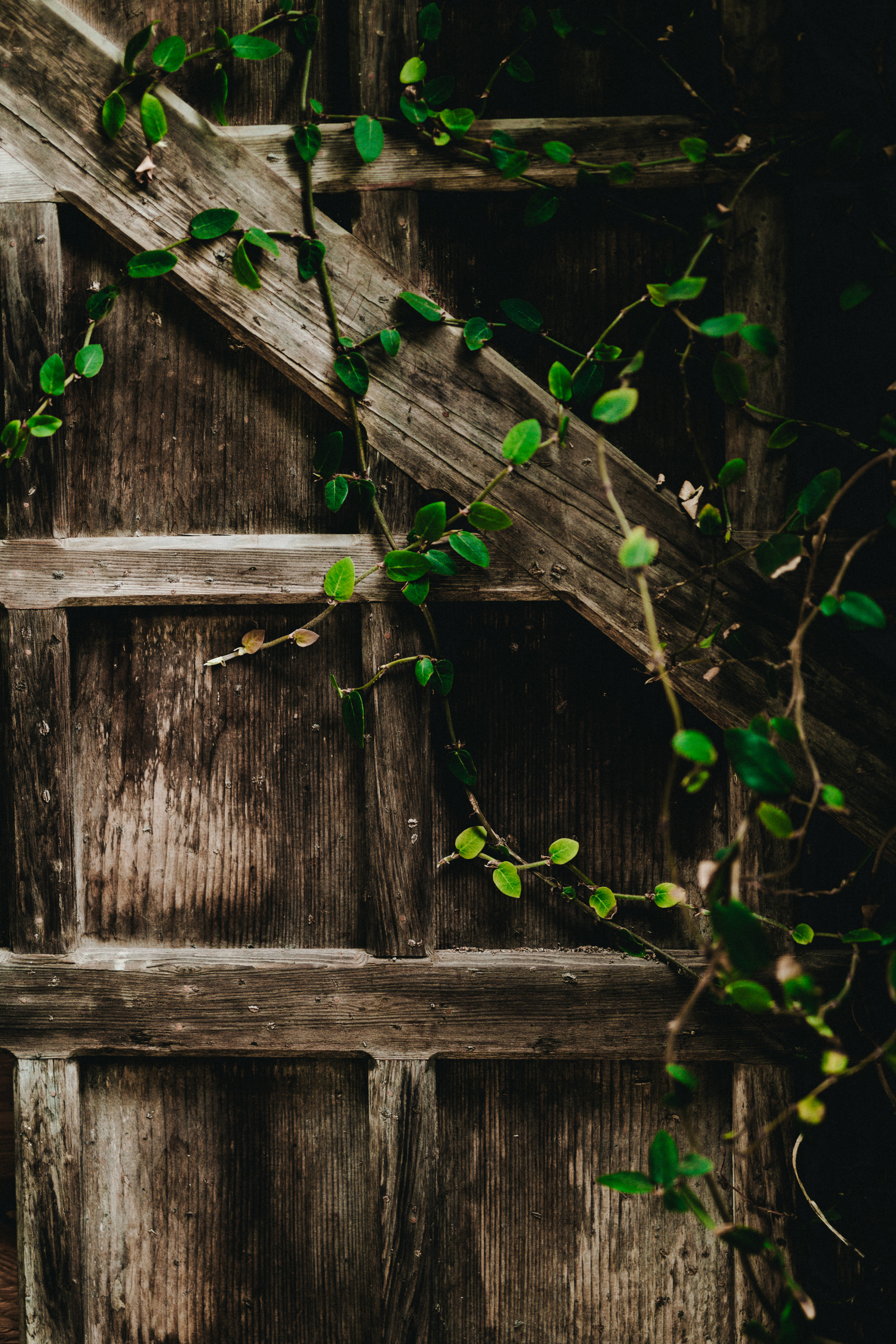 iPad Pro 木柵藤蔓壁紙 壁紙
