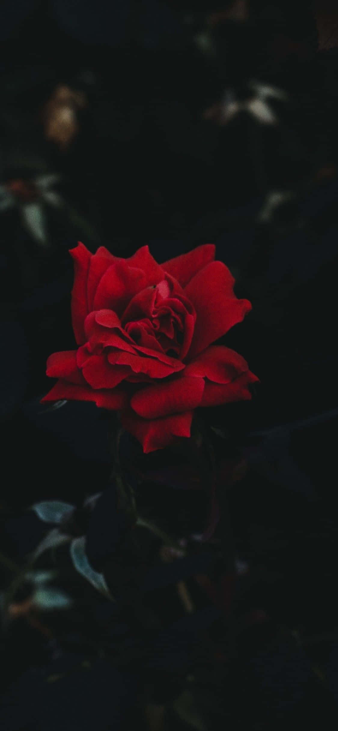 iPhone 11 紅玫瑰 壁紙