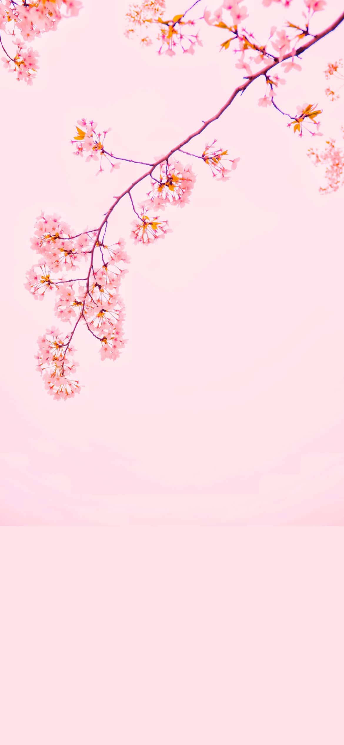櫻花 iPhone 12 壁紙