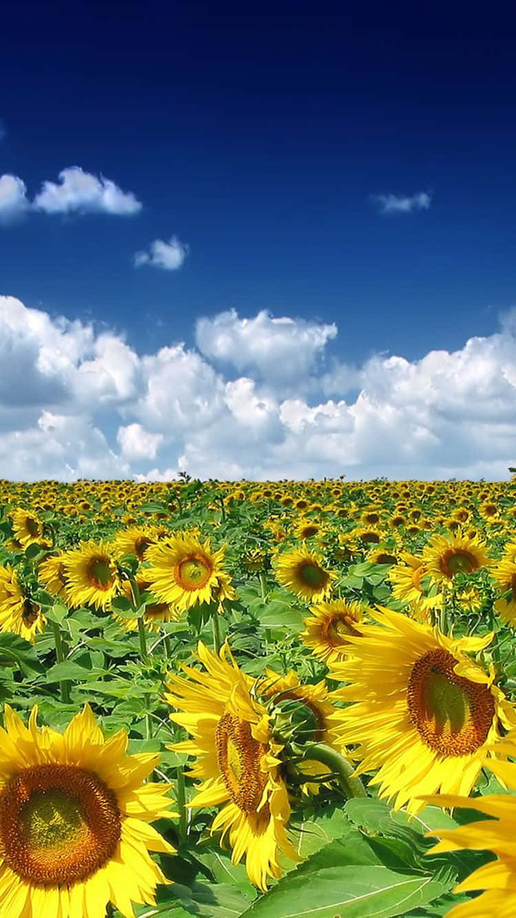 夏日時光 iPhone 與向日葵田野 壁紙