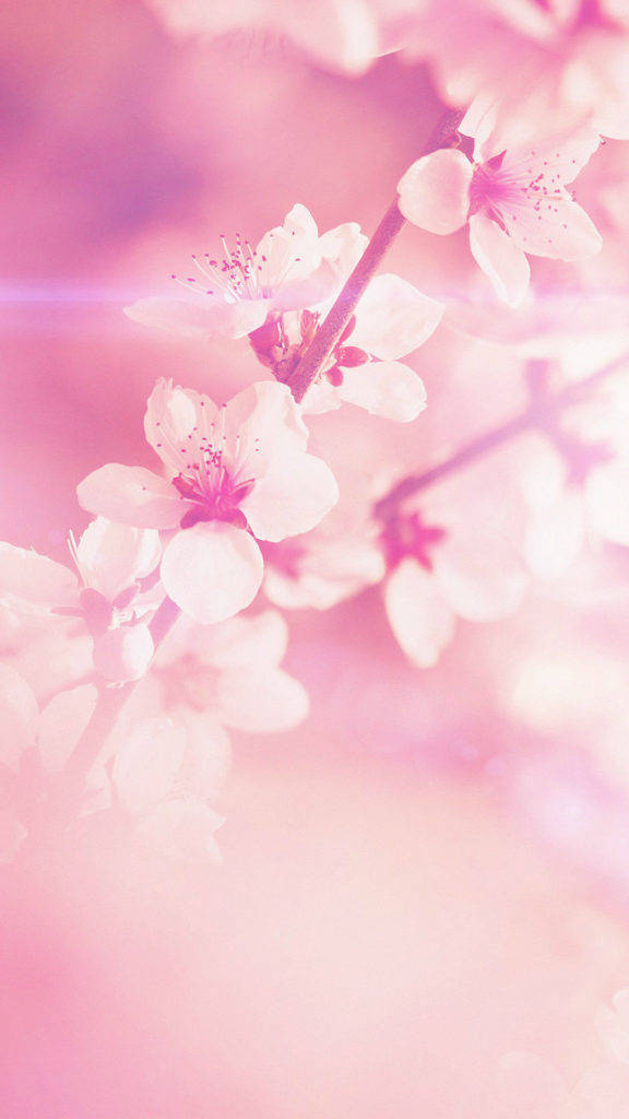 春季花朵iPhone 壁紙