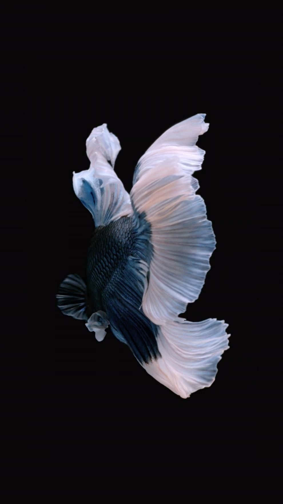 暹羅鬥魚 iPhone 7 Plus 動態 壁紙