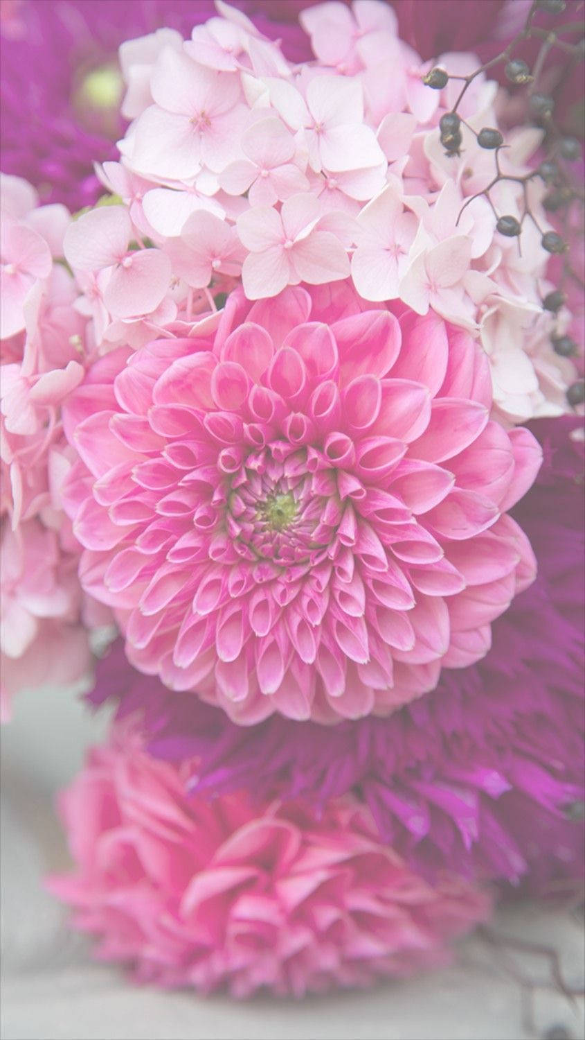 粉红大丽花花卉iPhone壁纸 壁紙