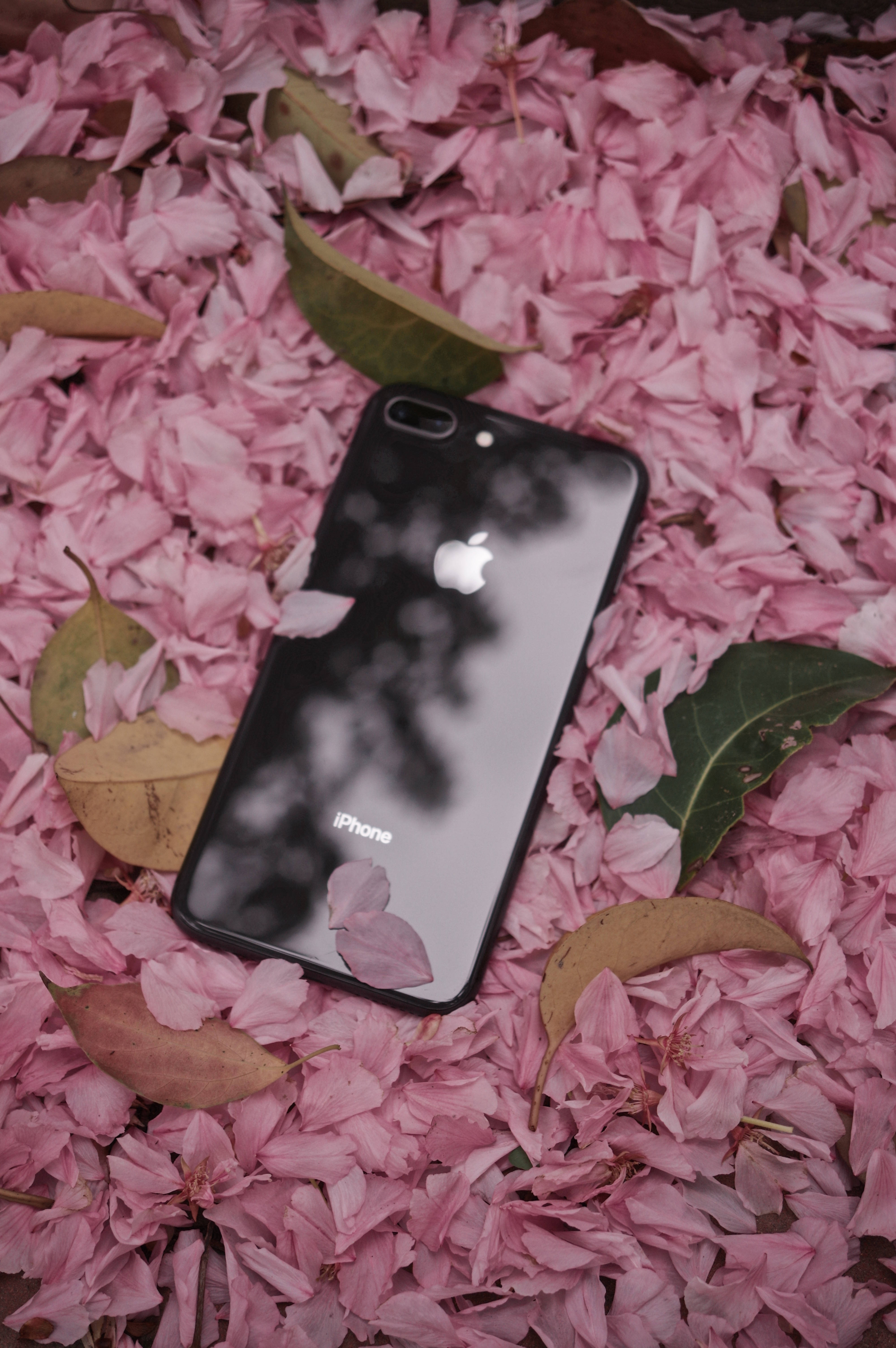 iPhone 8 花朵 壁紙