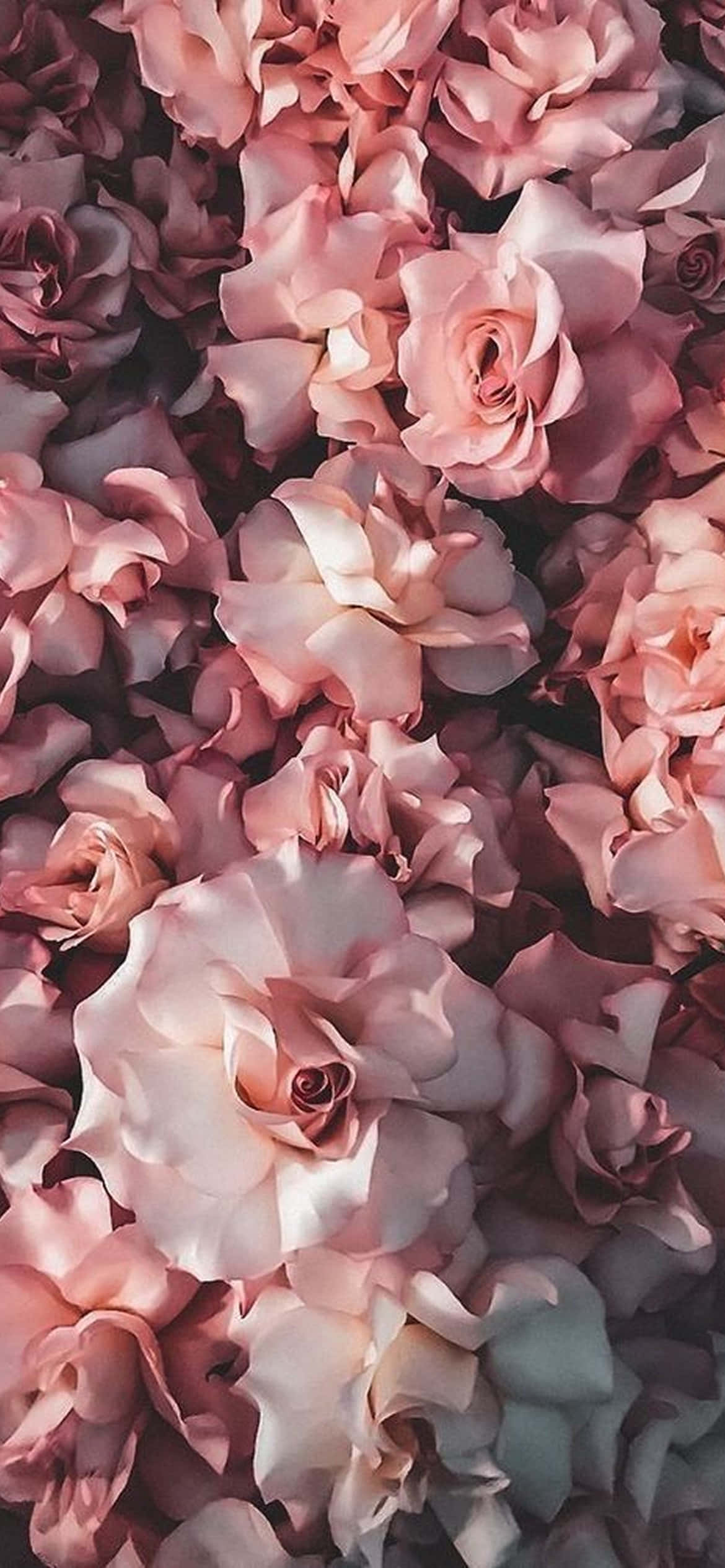 綻放之美 - 繽紛花卉iPhone設計 壁紙