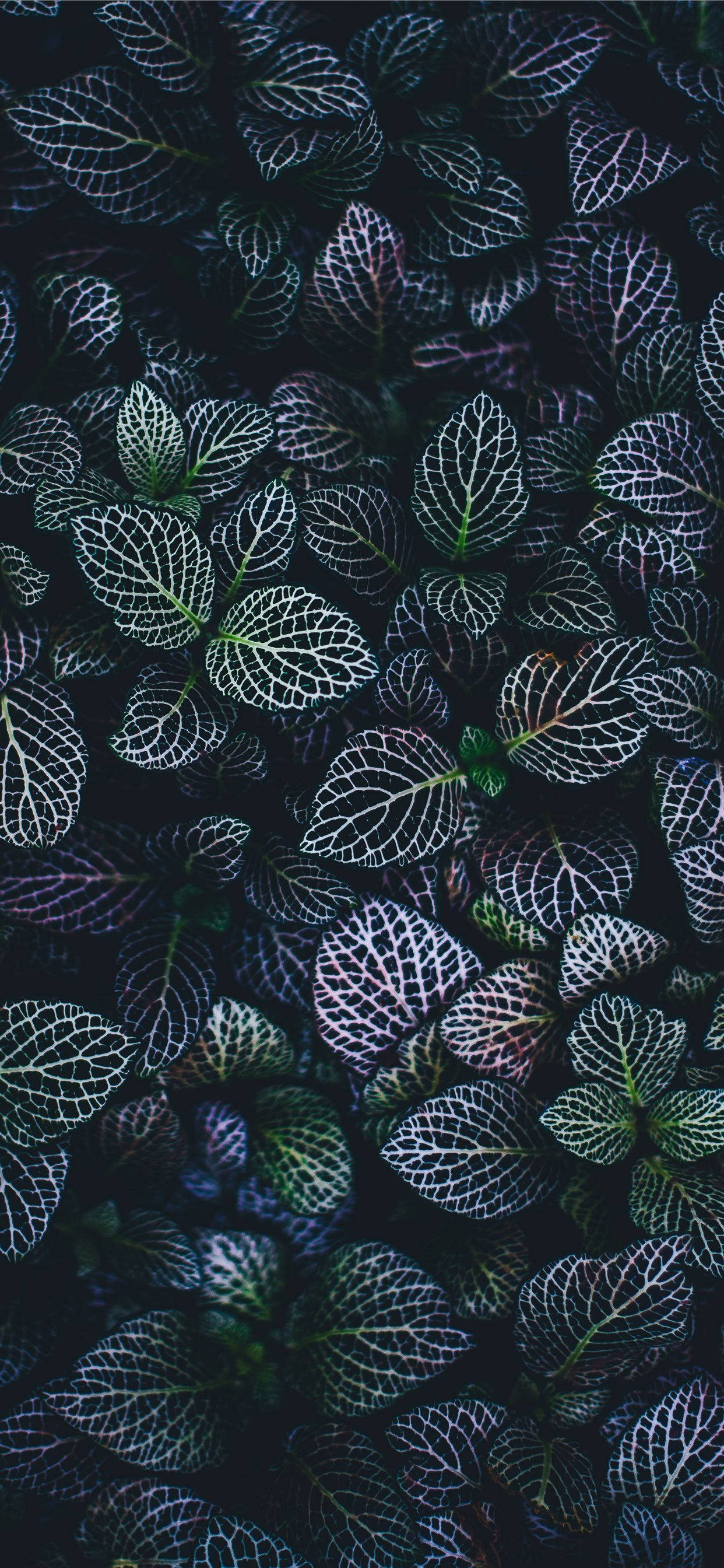 用植物iPhone壁纸让主屏幕焕然一新 壁紙