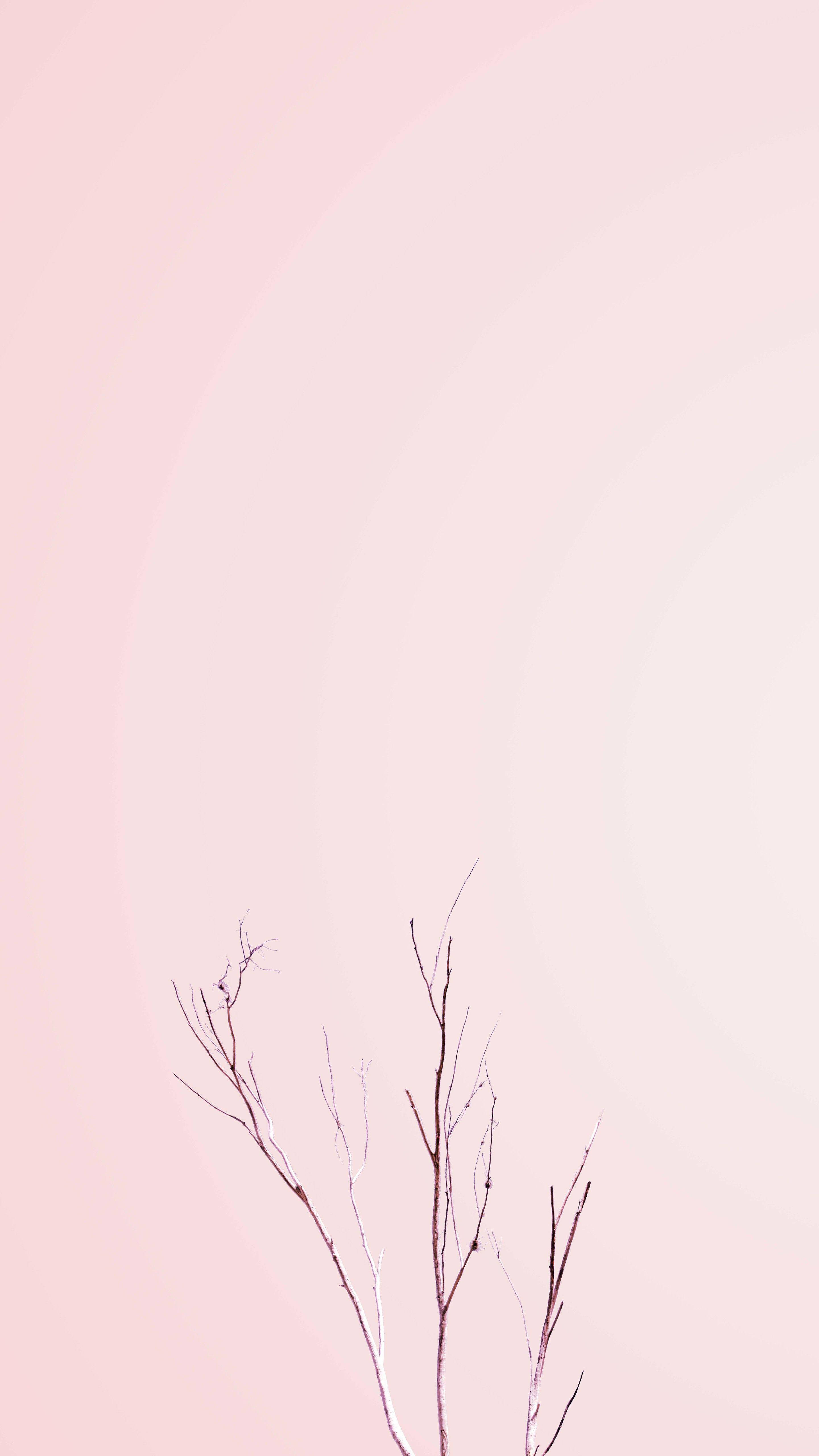 粉彩iPhone粉紅裸莖植物 壁紙