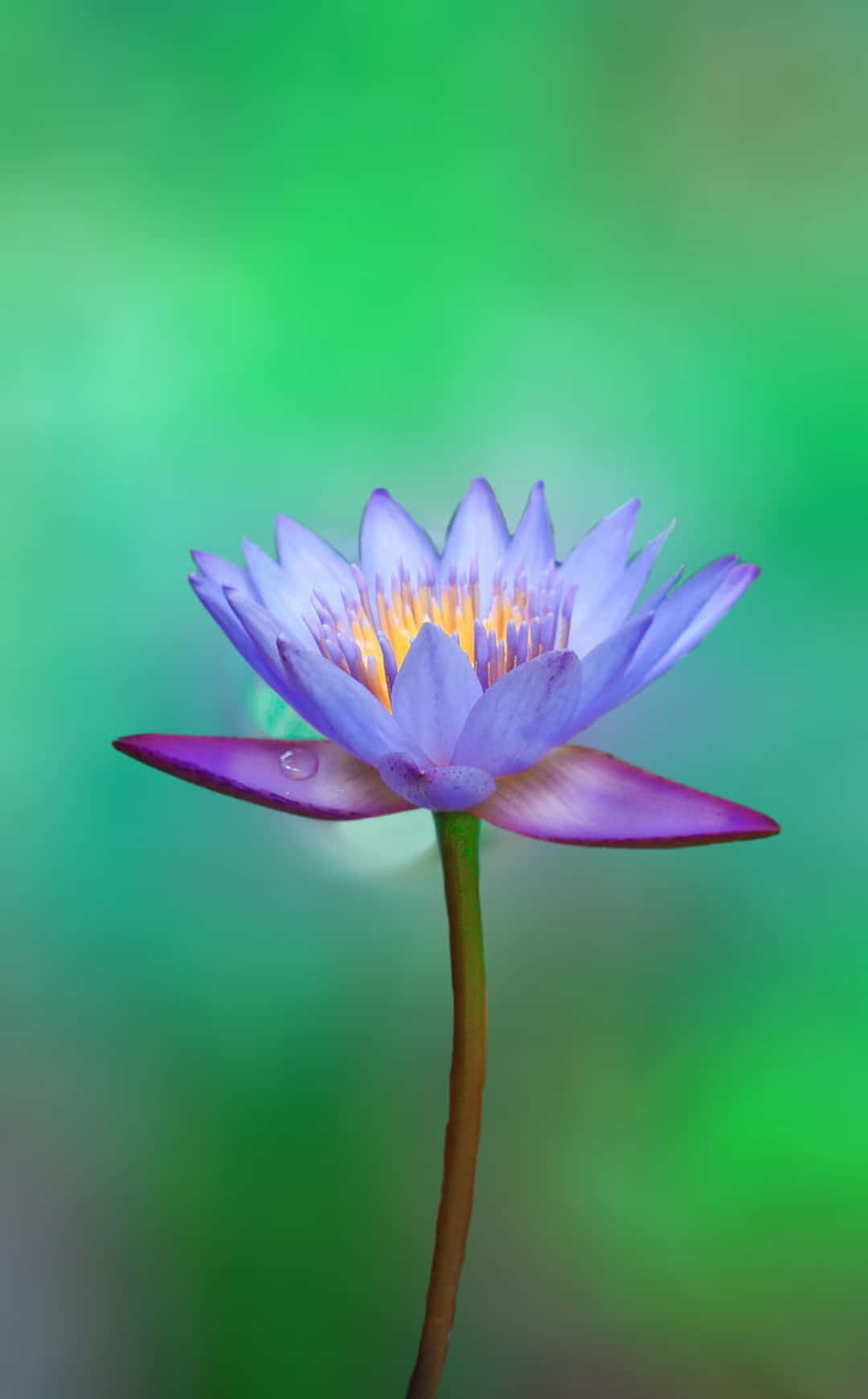 莲花摄影 iPhone 海报 Lotus 图片 壁紙
