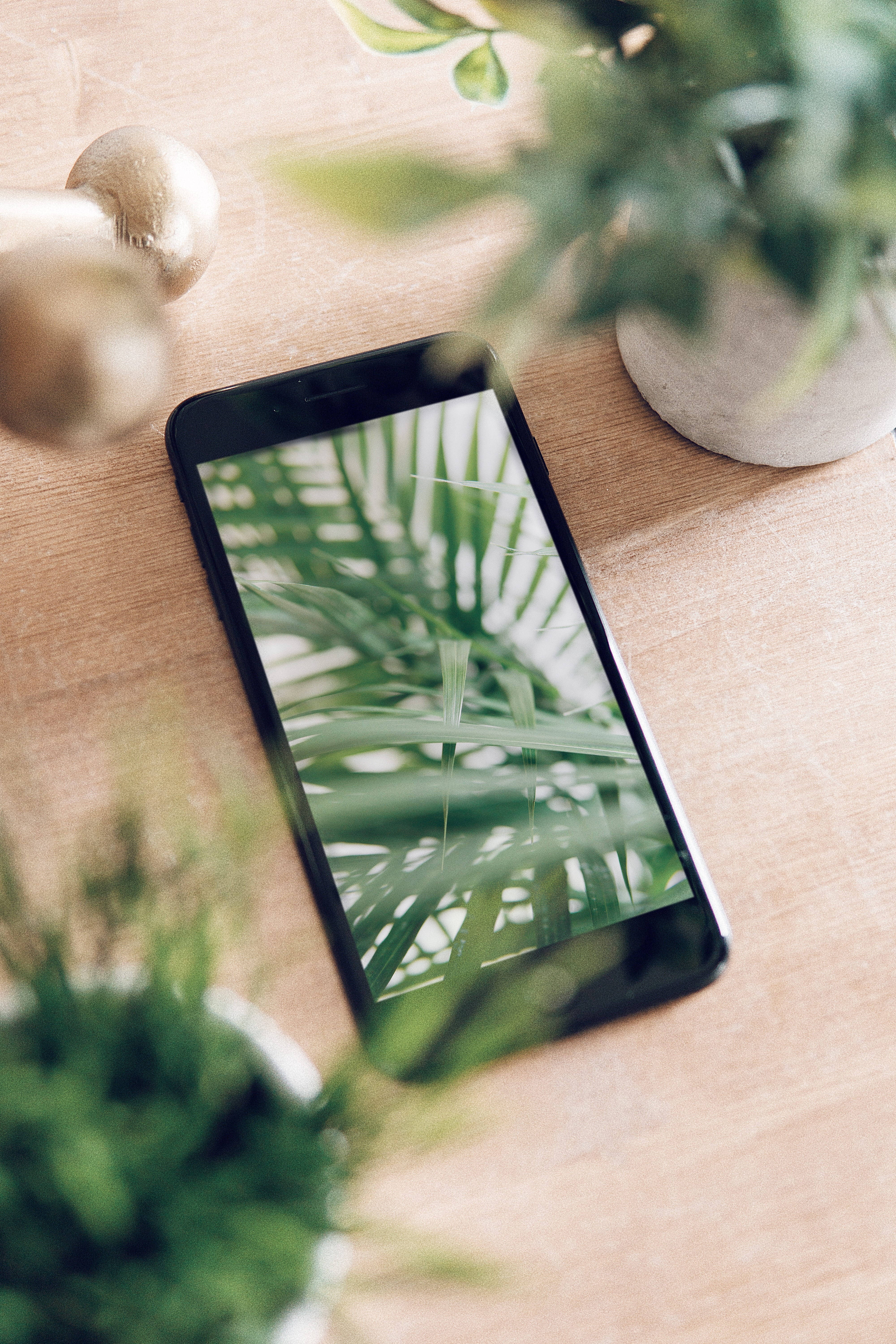 桌上植物與iPhone桌布 壁紙