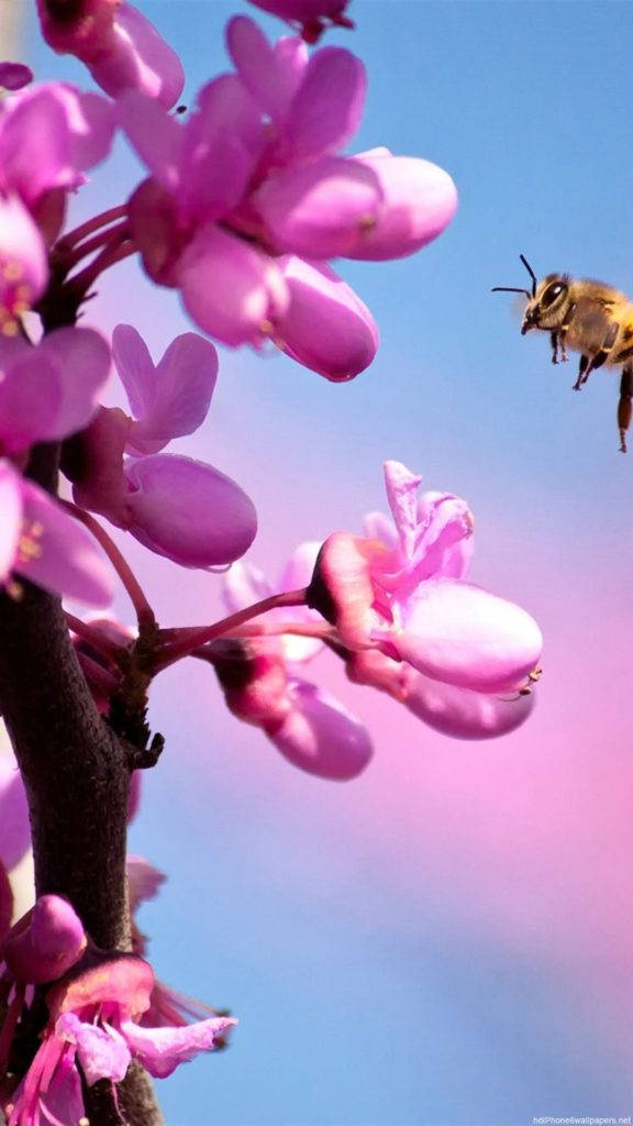 粉紅蘭花iPhone桌布 壁紙