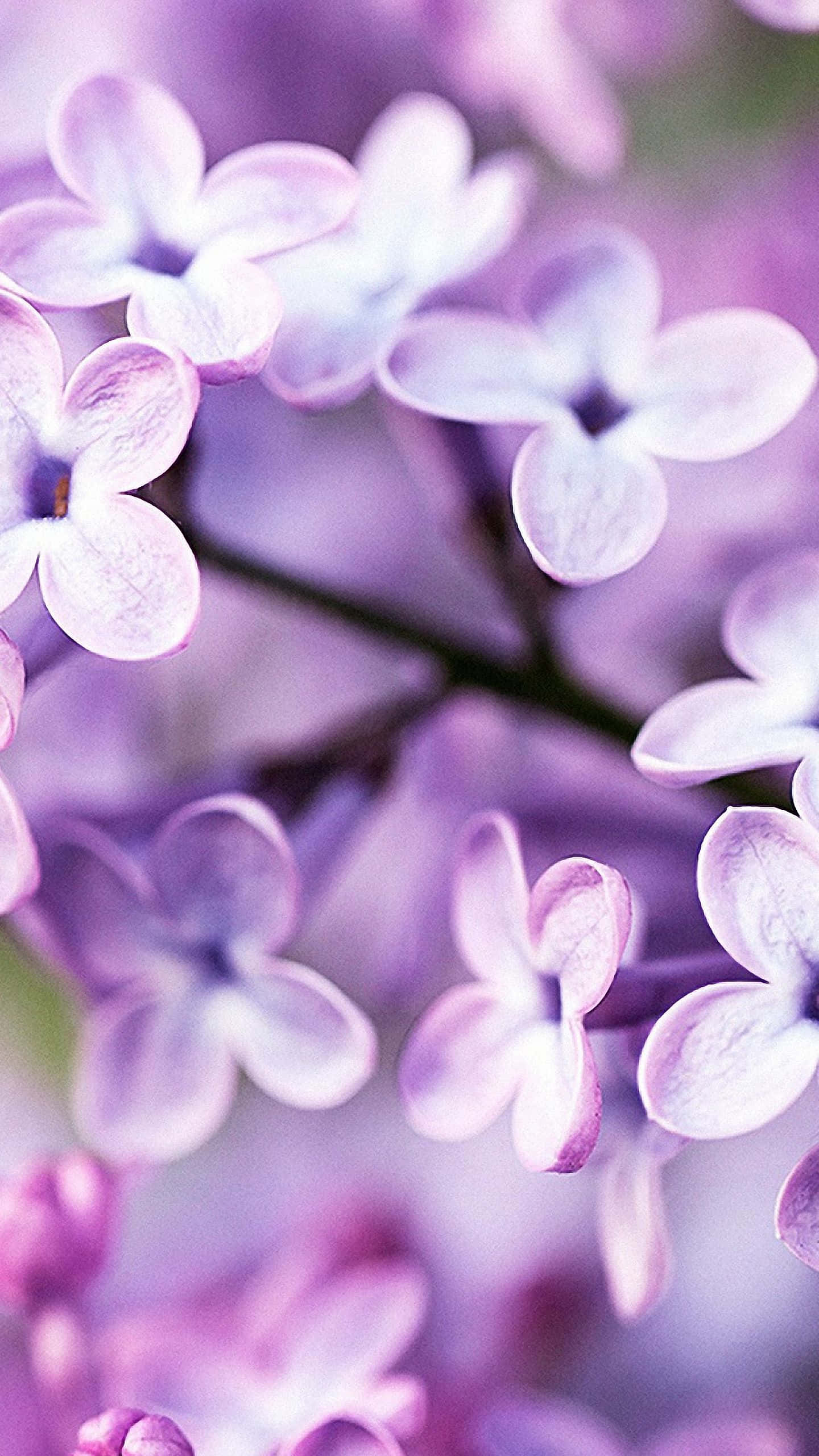 感受自然之美：花卉iPhone壁纸 壁紙