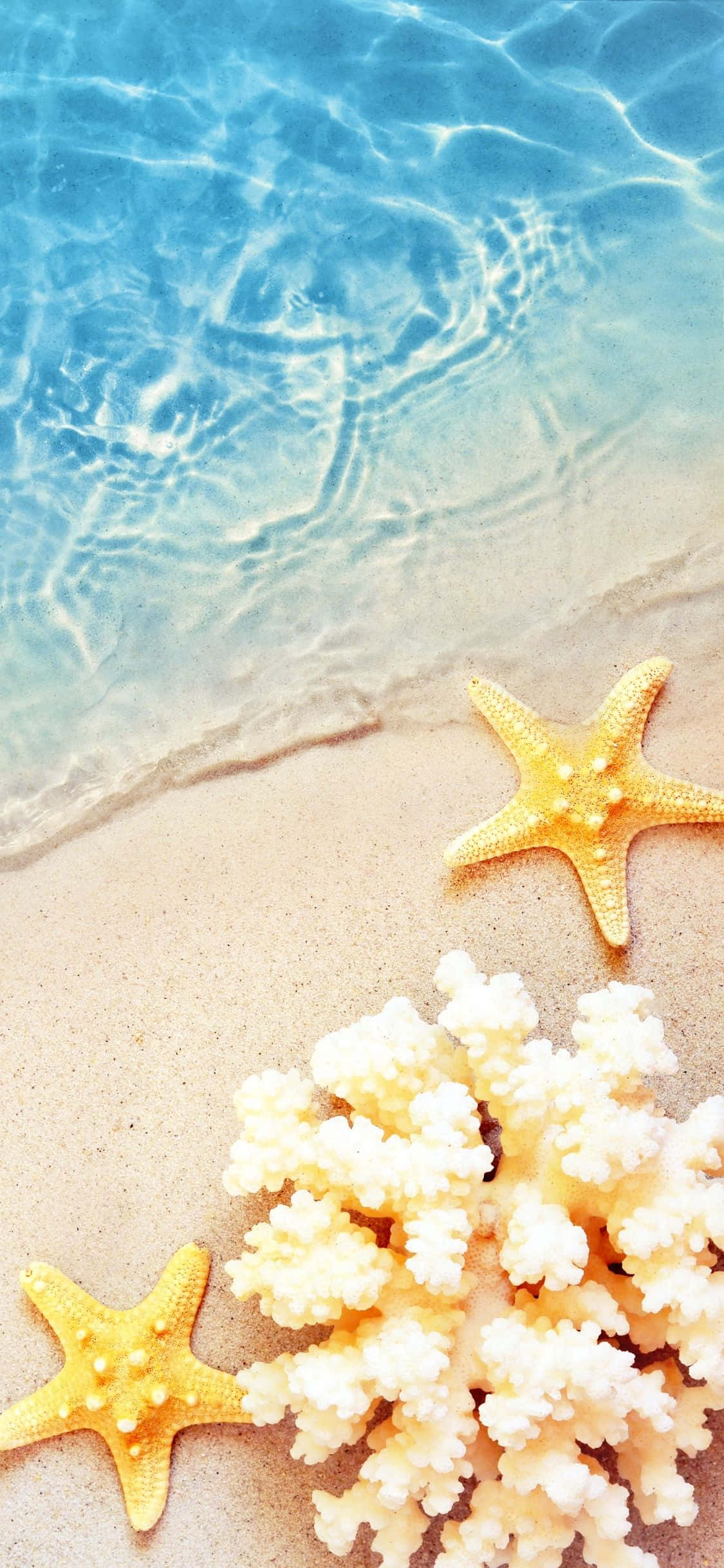海星與珊瑚 iPhone X 夏季背景 壁紙