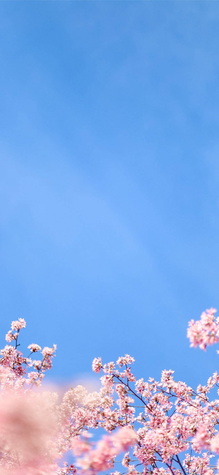 唯美iPhone X白色樱花壁纸 壁紙