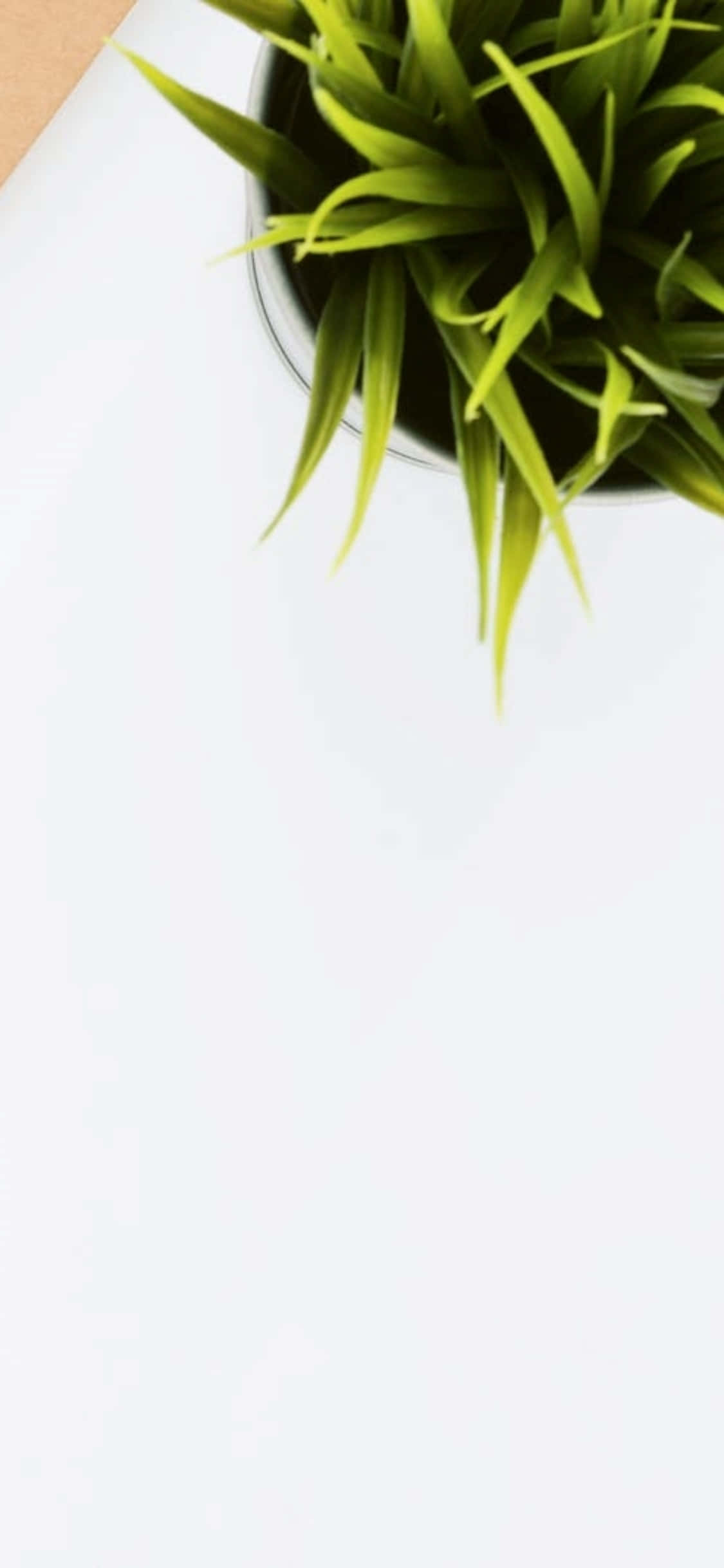iPhone X 桌面背景 室內植物 壁紙