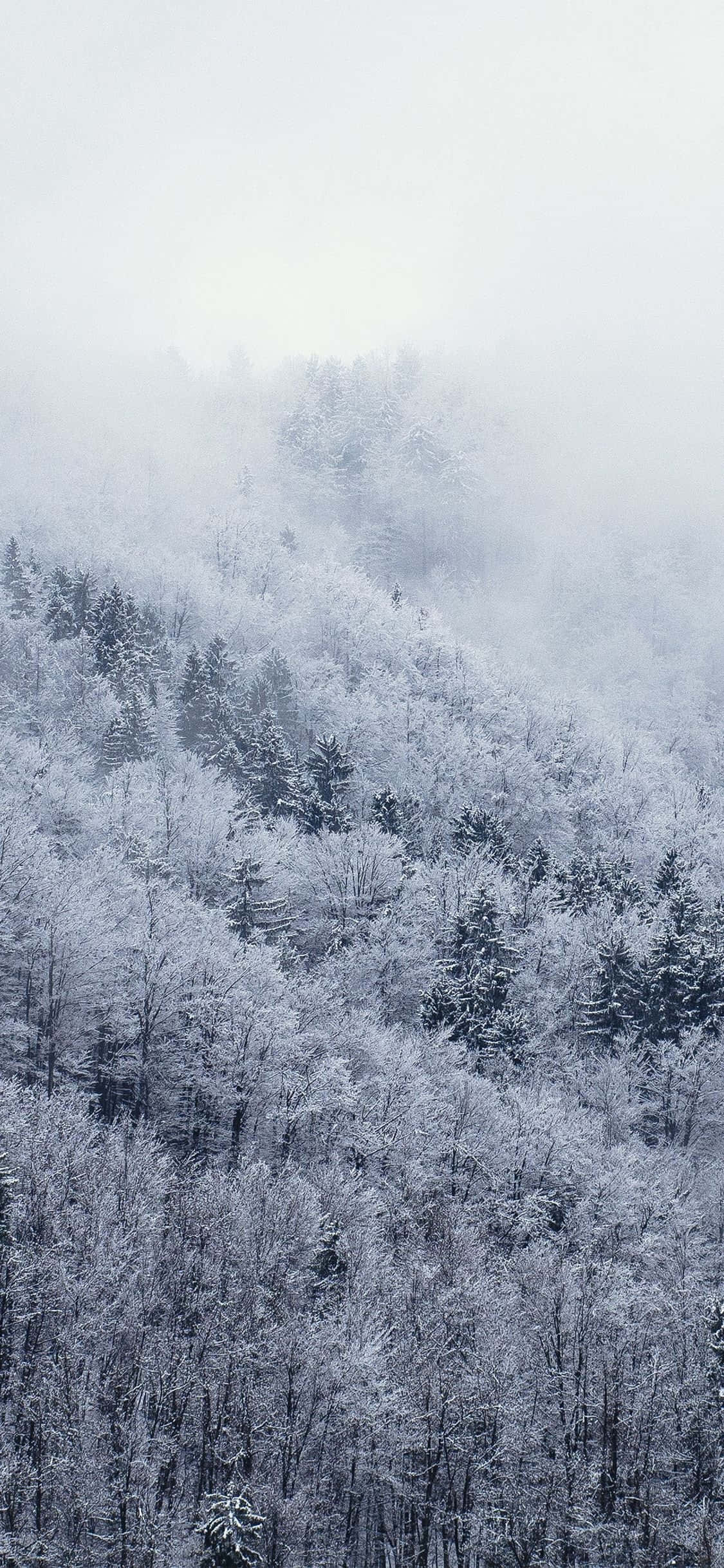探索雪白冬日仙境：雪白iPhone 壁紙