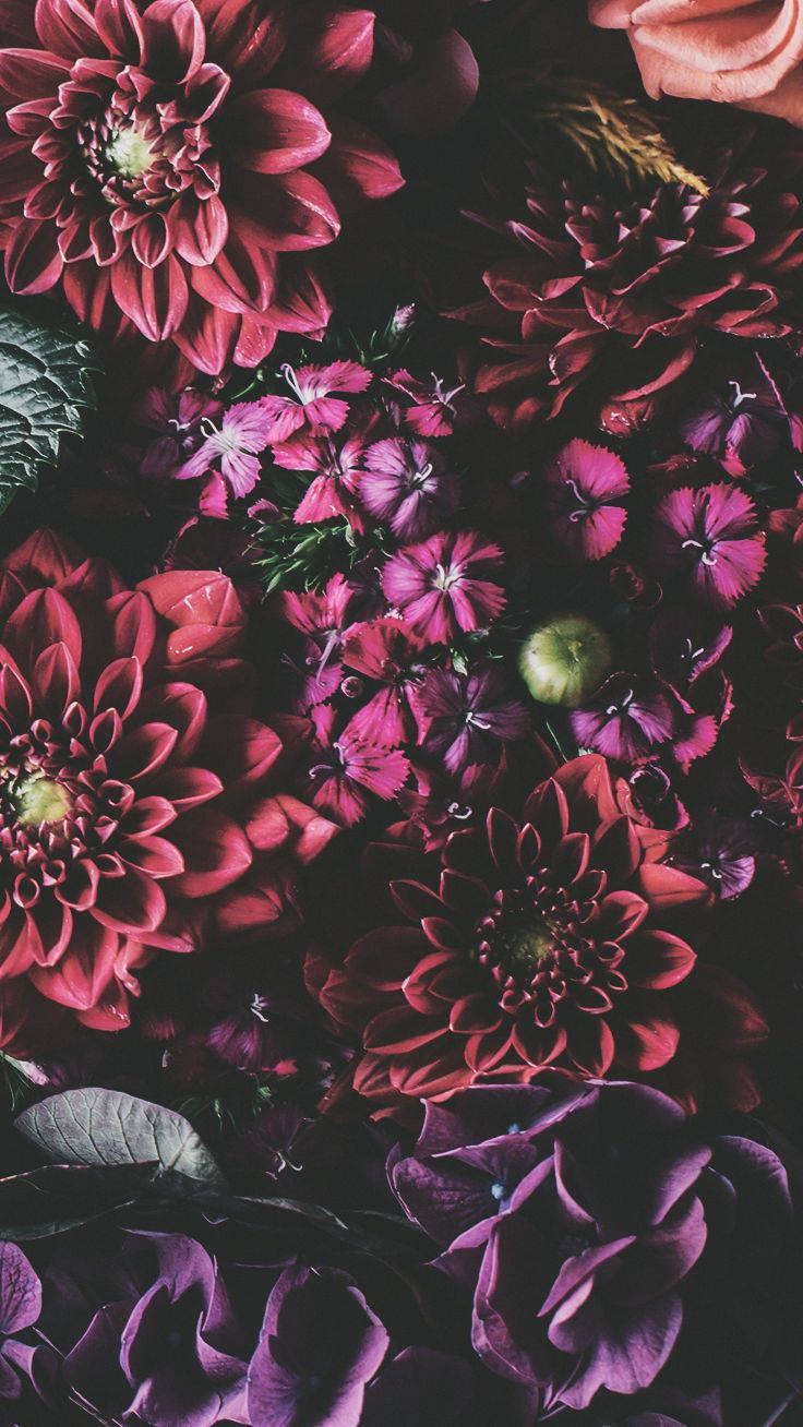 iPhone Xs 花朵 壁紙